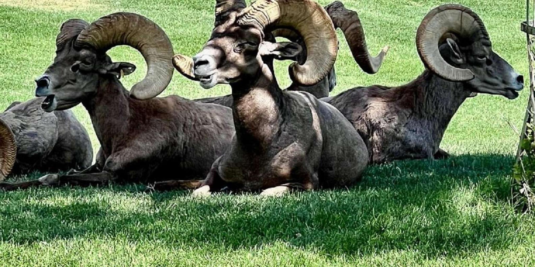 Las Vegas Hoover Dam and Seven Magic Mountains Tour - Image 2