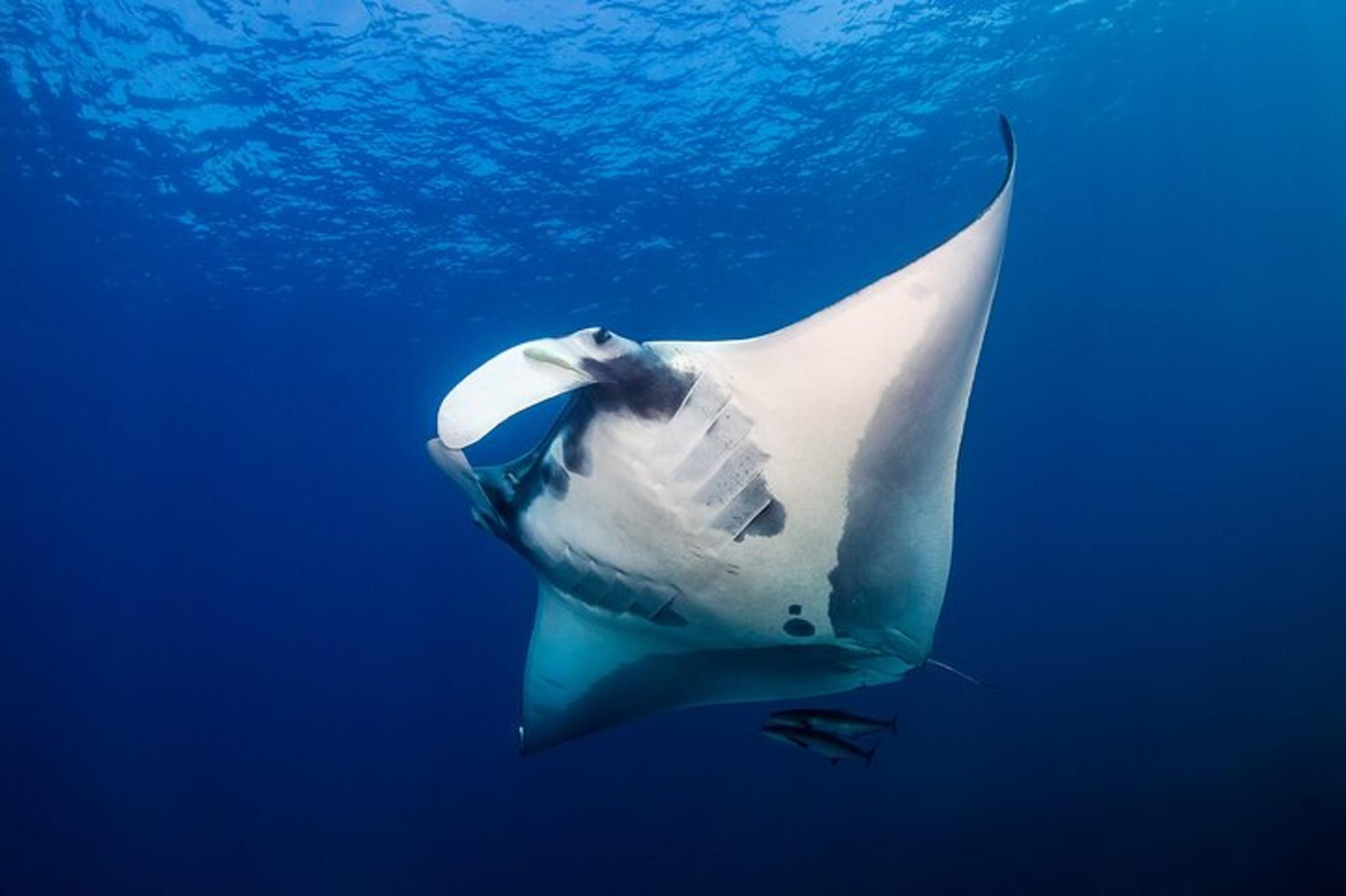 Kealakehe Sunset Cruise & Manta Night Snorkeling