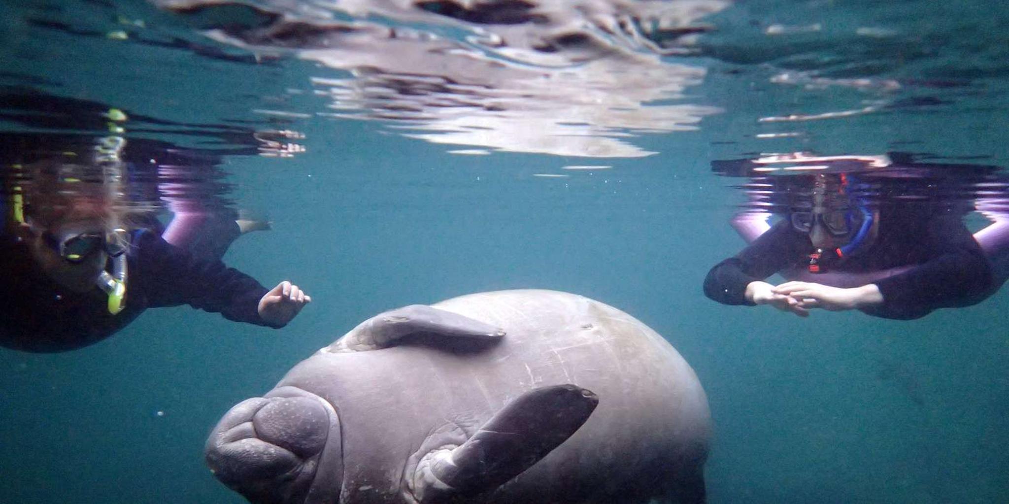 Crystal River Snorkel with Manatees and Airboat Adventure - Image 3