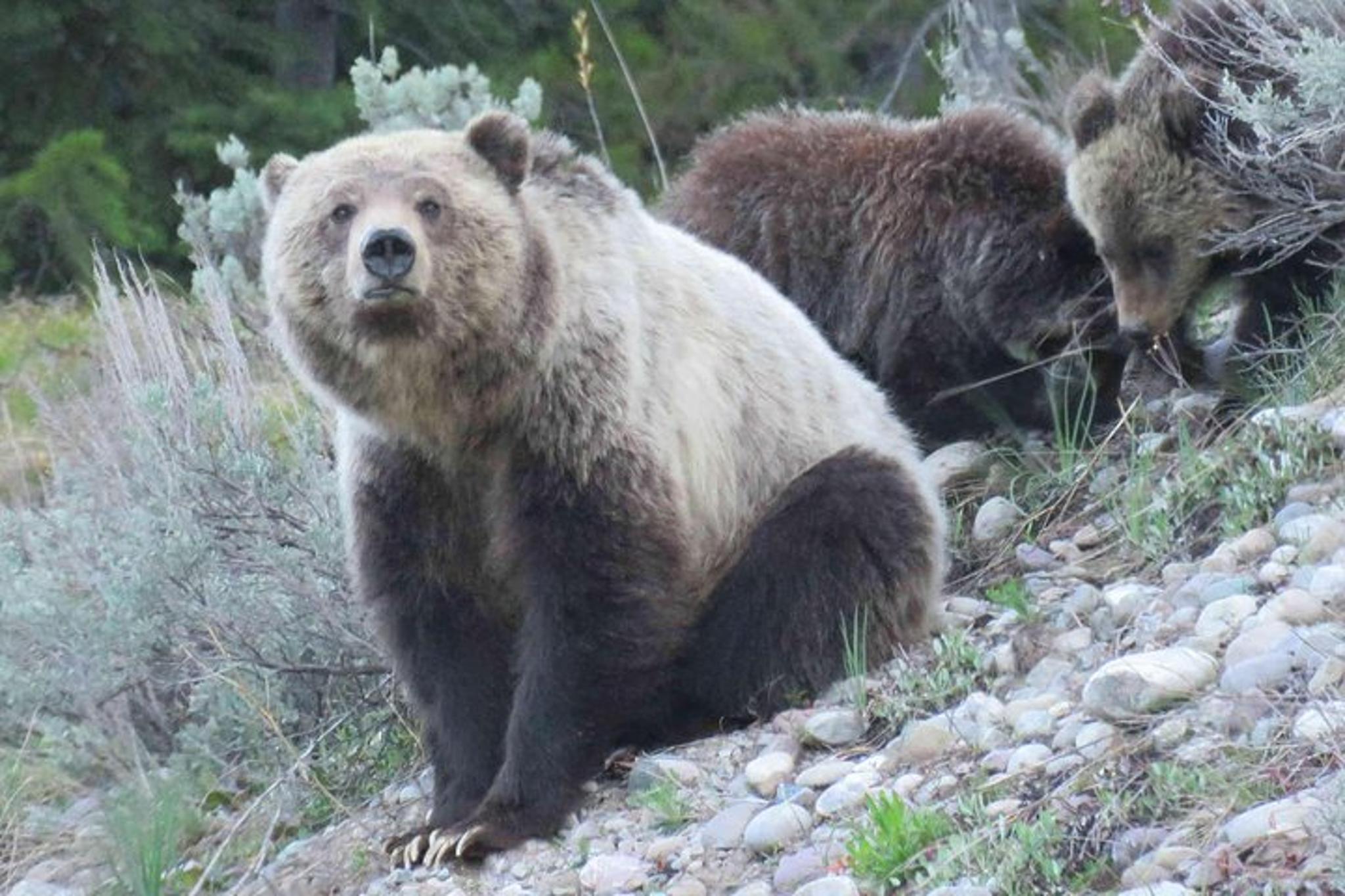 Jackson Hole Sunrise Tour in Grand Teton National Park - Image 6