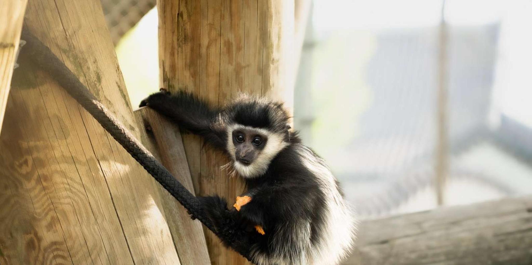 Memphis Zoo Entry Ticket