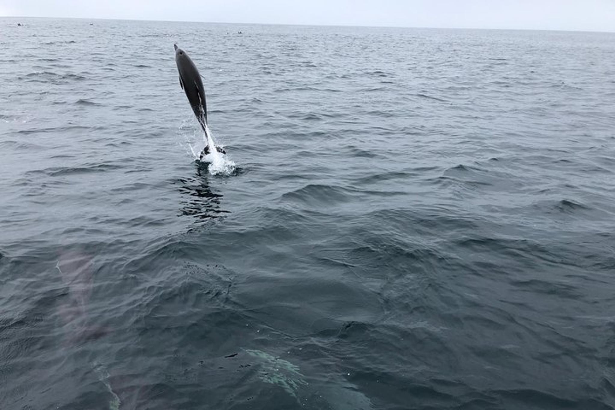 California Whale Watching and Fishing Excursion - Image 4