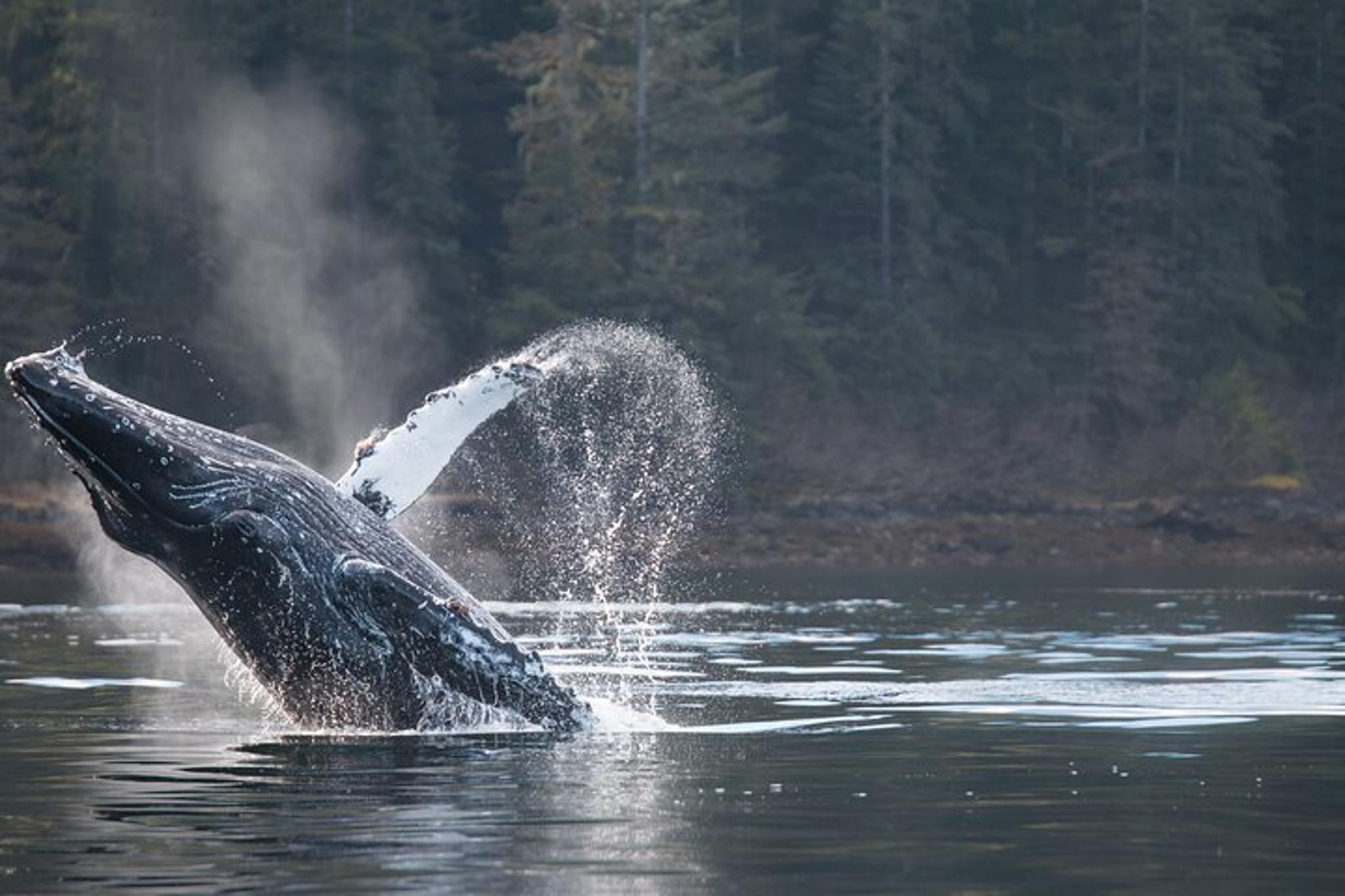 Sitka Marine Wildlife Tour 2 hr