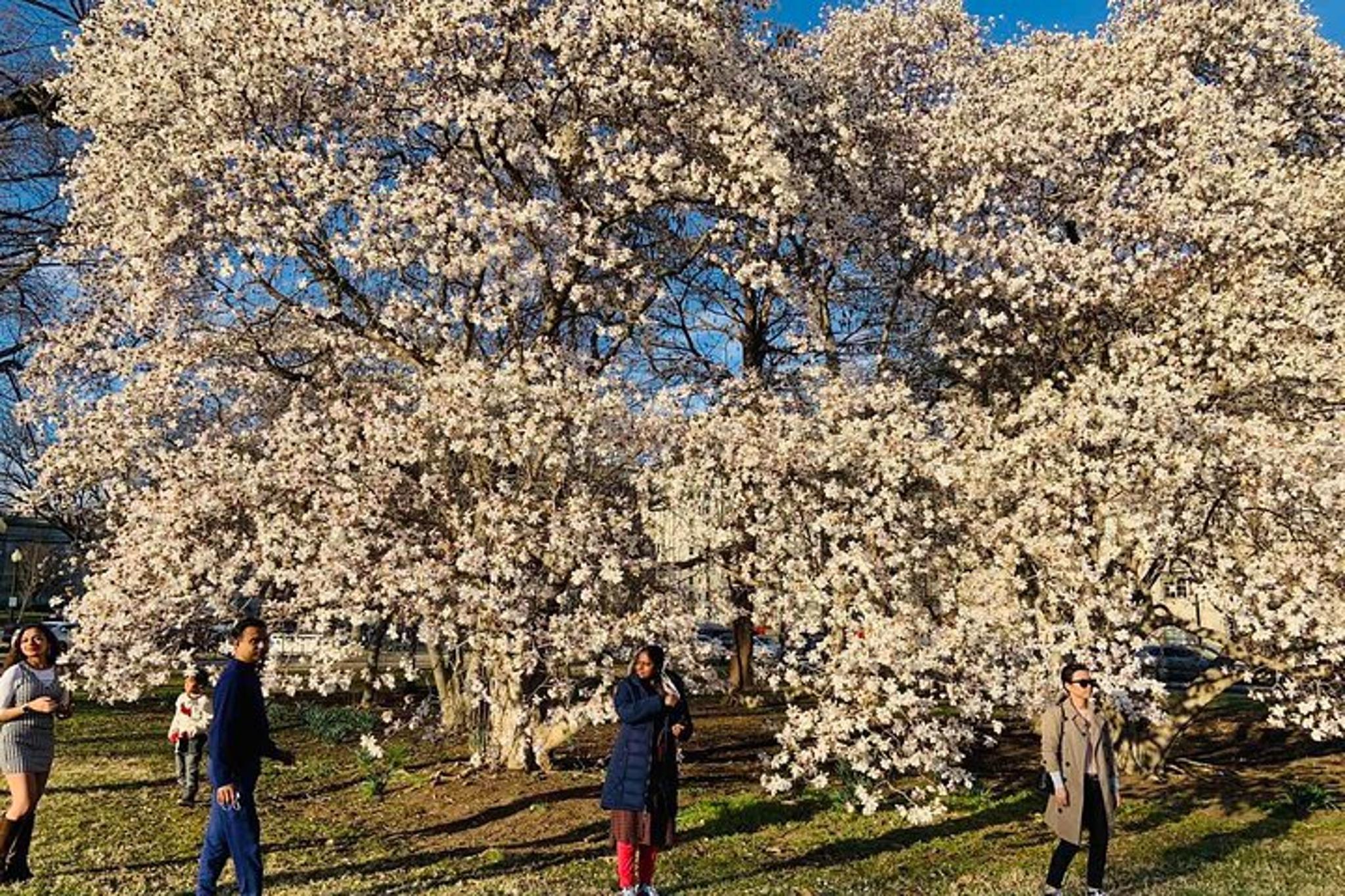 Chicago to Washington D.C. Cherry Blossom Tour - Image 6