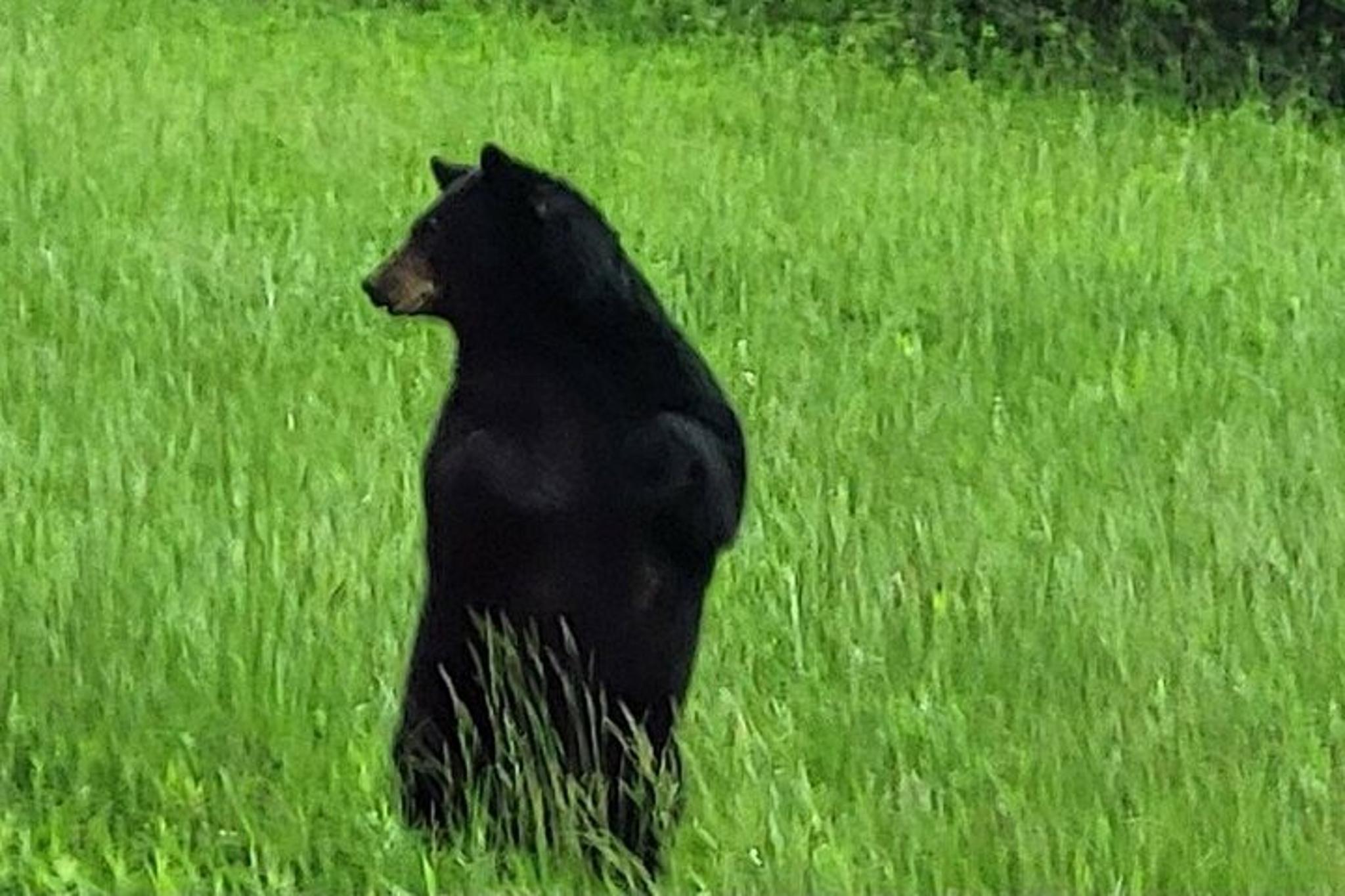 Cades Cove and Foothills Parkway Spring Tour - Image 2
