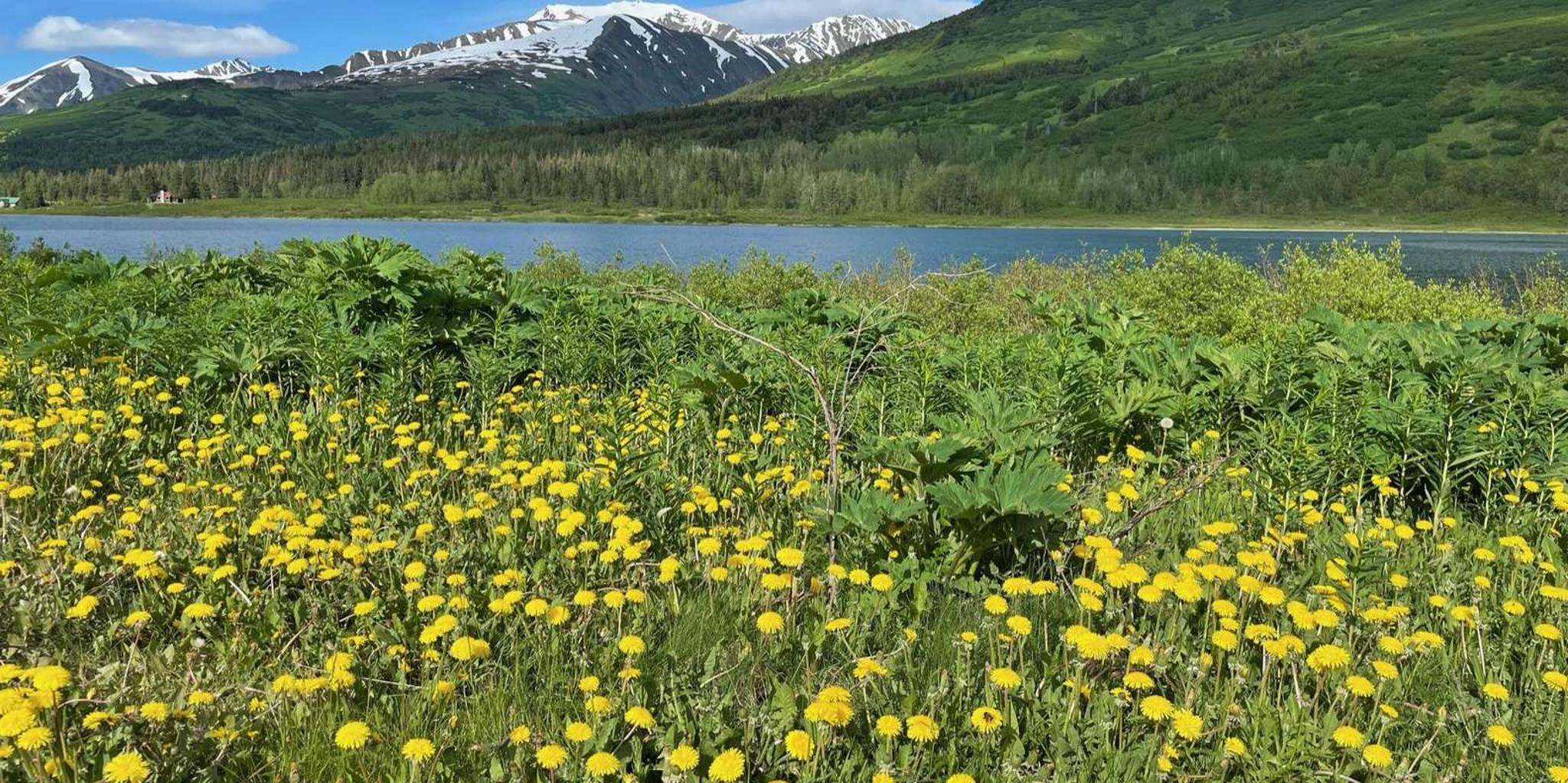 Anchorage City and Surroundings Tour 3 hr - Image 5