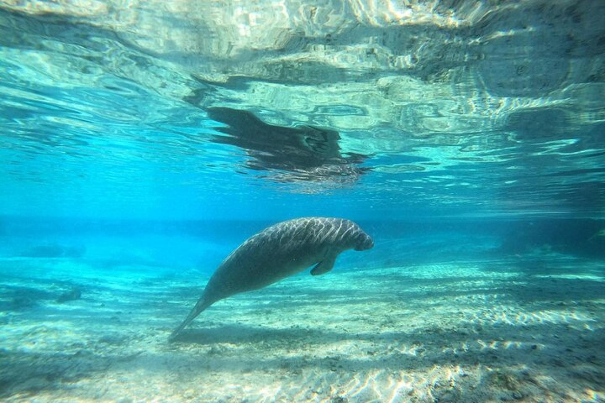 Crystal River Manatee Snorkel Tour with Free Photos - Image 5