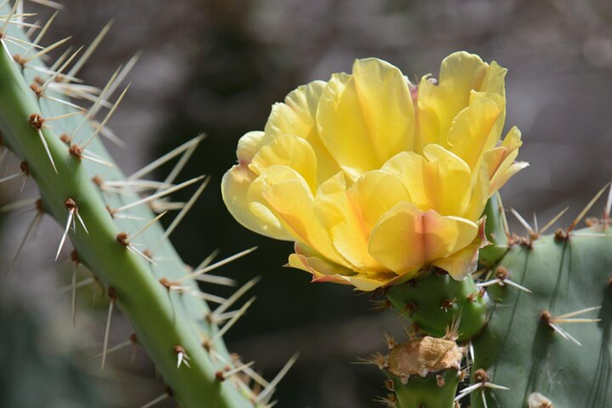 Avalon City Terrace Tour with Mt Ada Views - Image 5