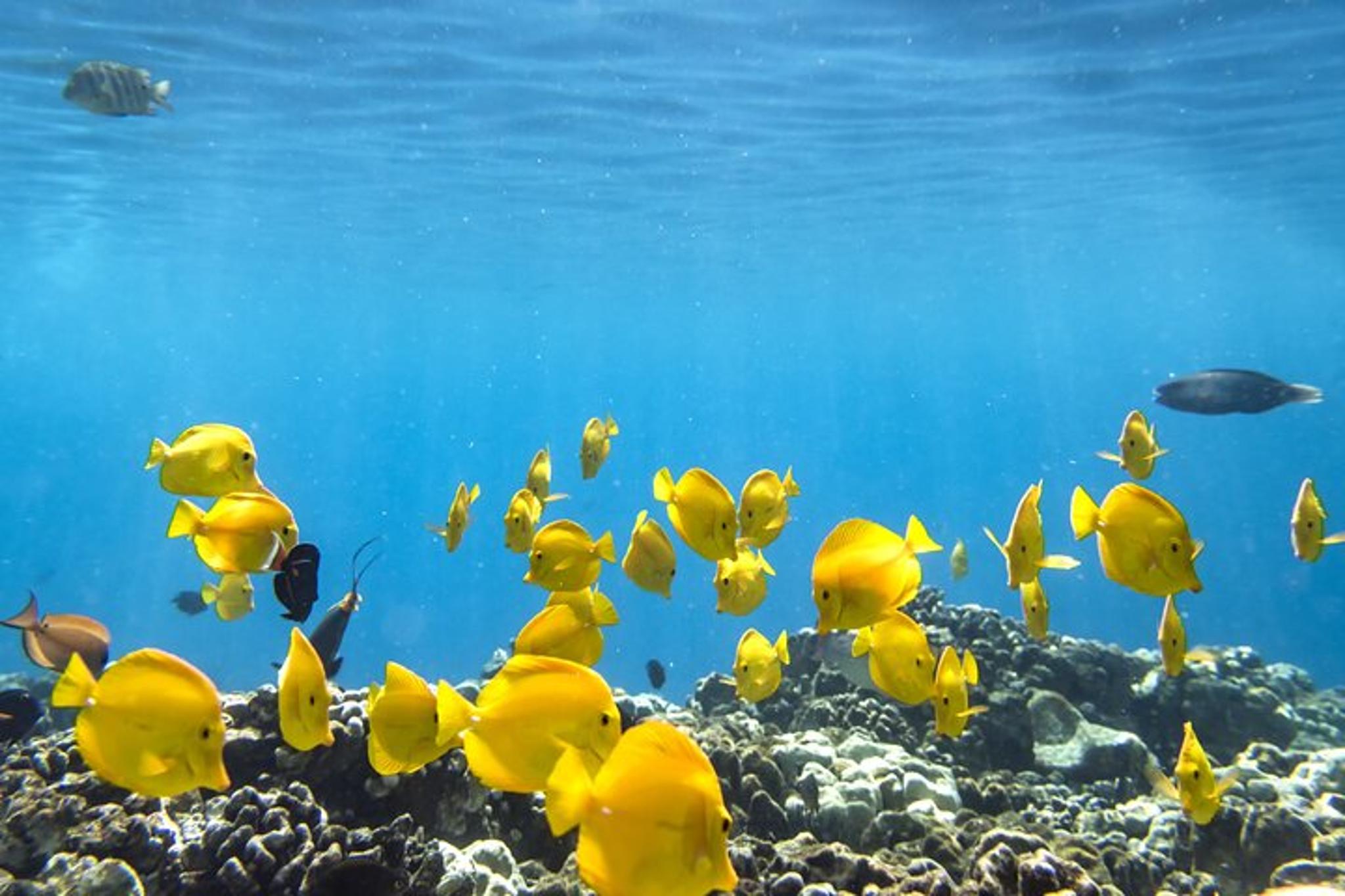 Kailua-Kona Snorkel Tour at Kealakekua Bay 4 hr