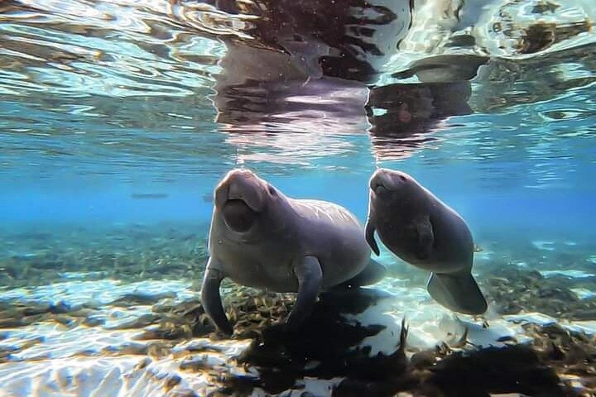 Crystal River Manatee Kayak Encounter - Image 6