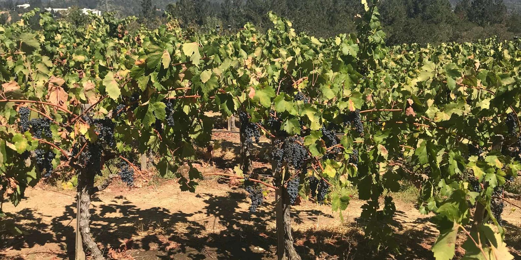 Napa and Sonoma Private Wine Tour - Image 2