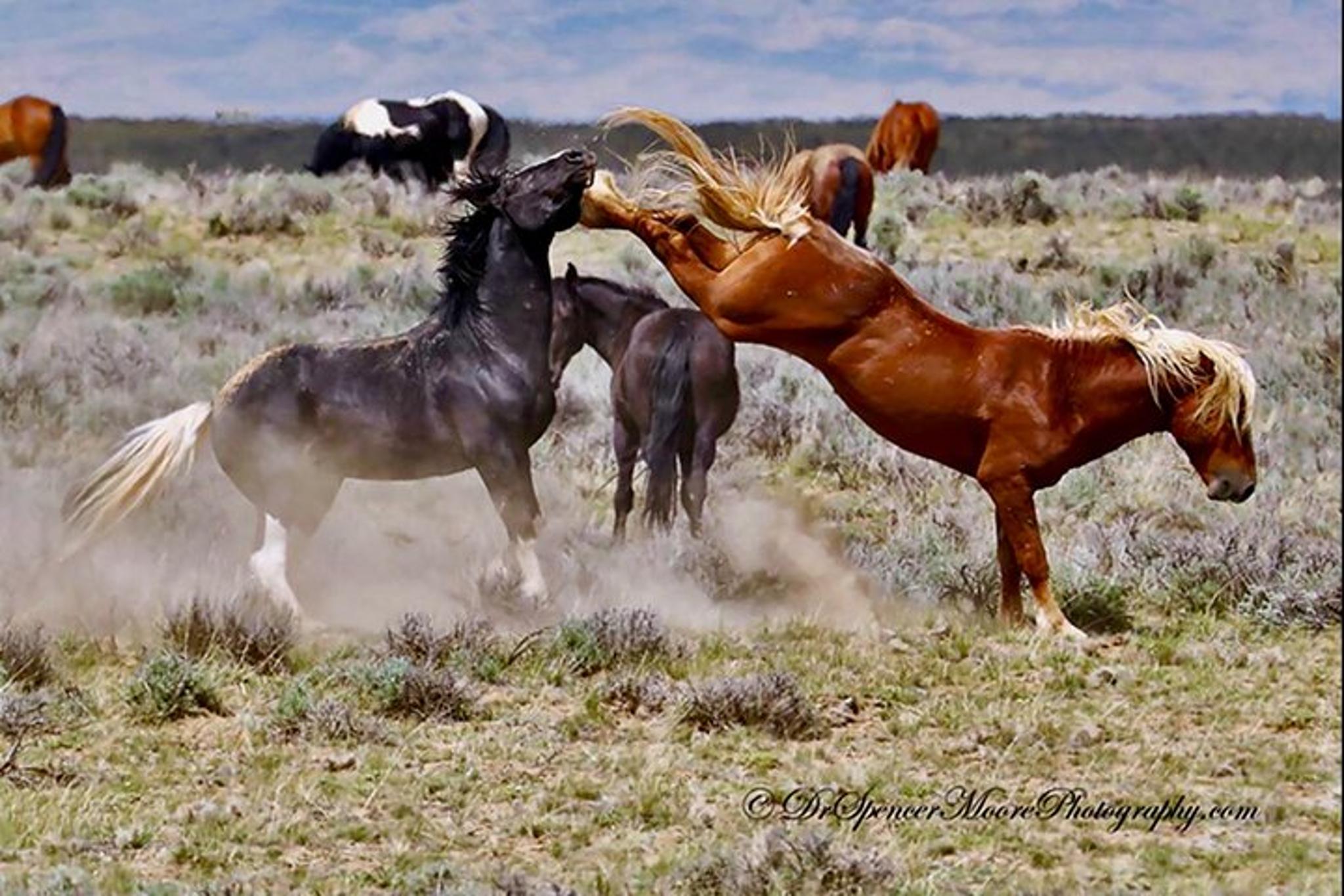 Cody Wild Mustangs and Rafting Adventure - Image 2