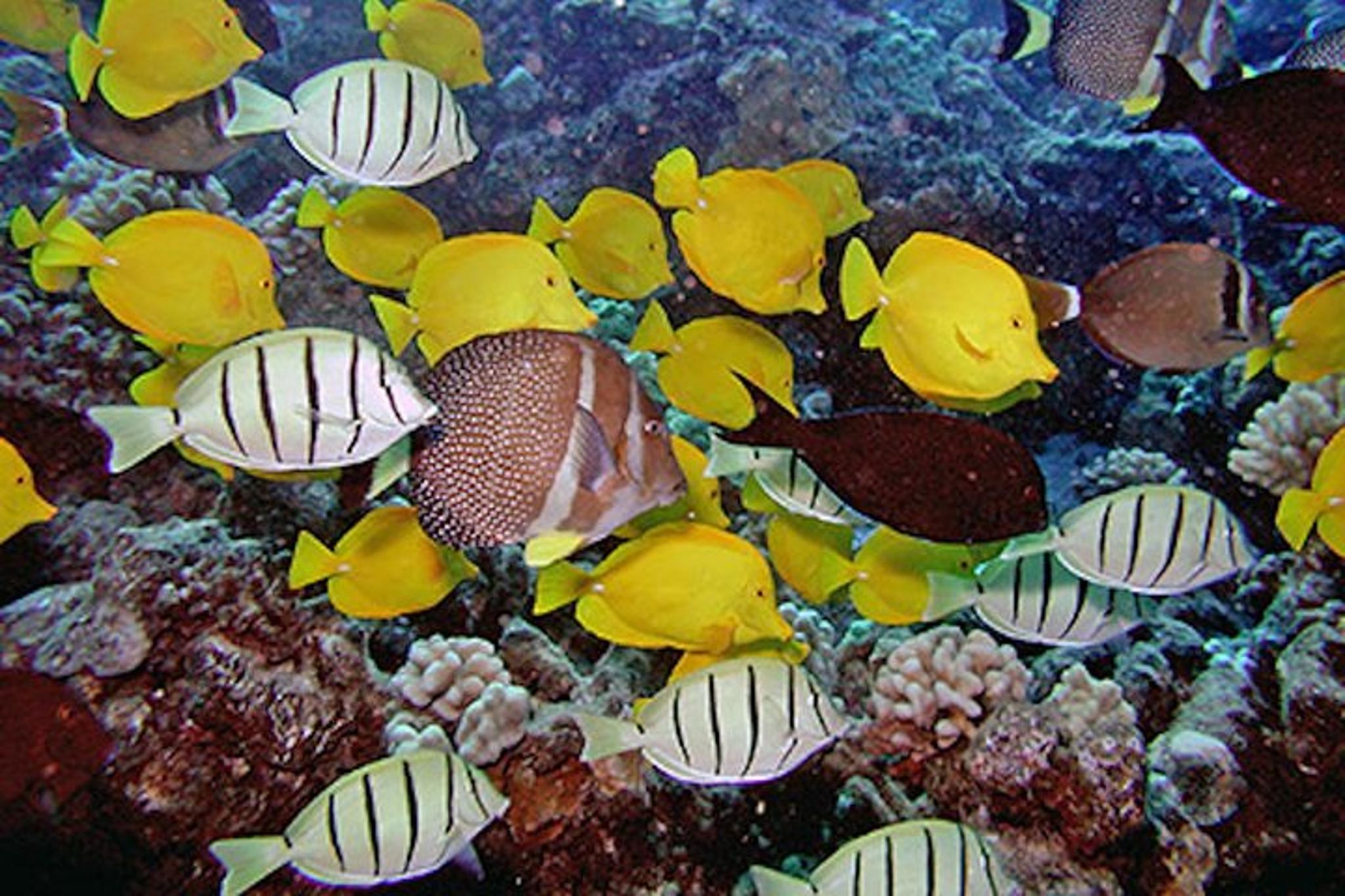 Kauai Shore Snorkel in South Poipu - Image 2