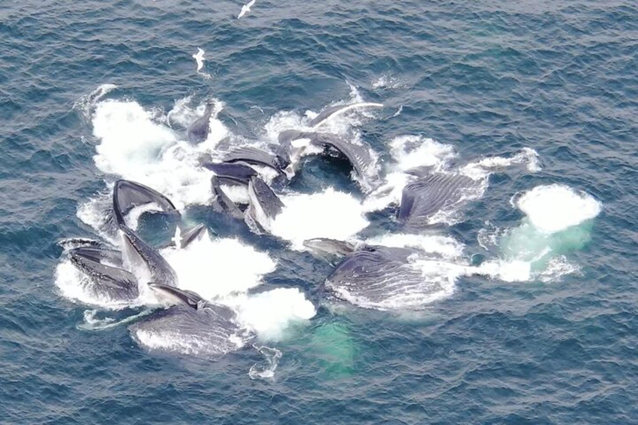 Alaska Whale Watching Drone Tour 3 hr