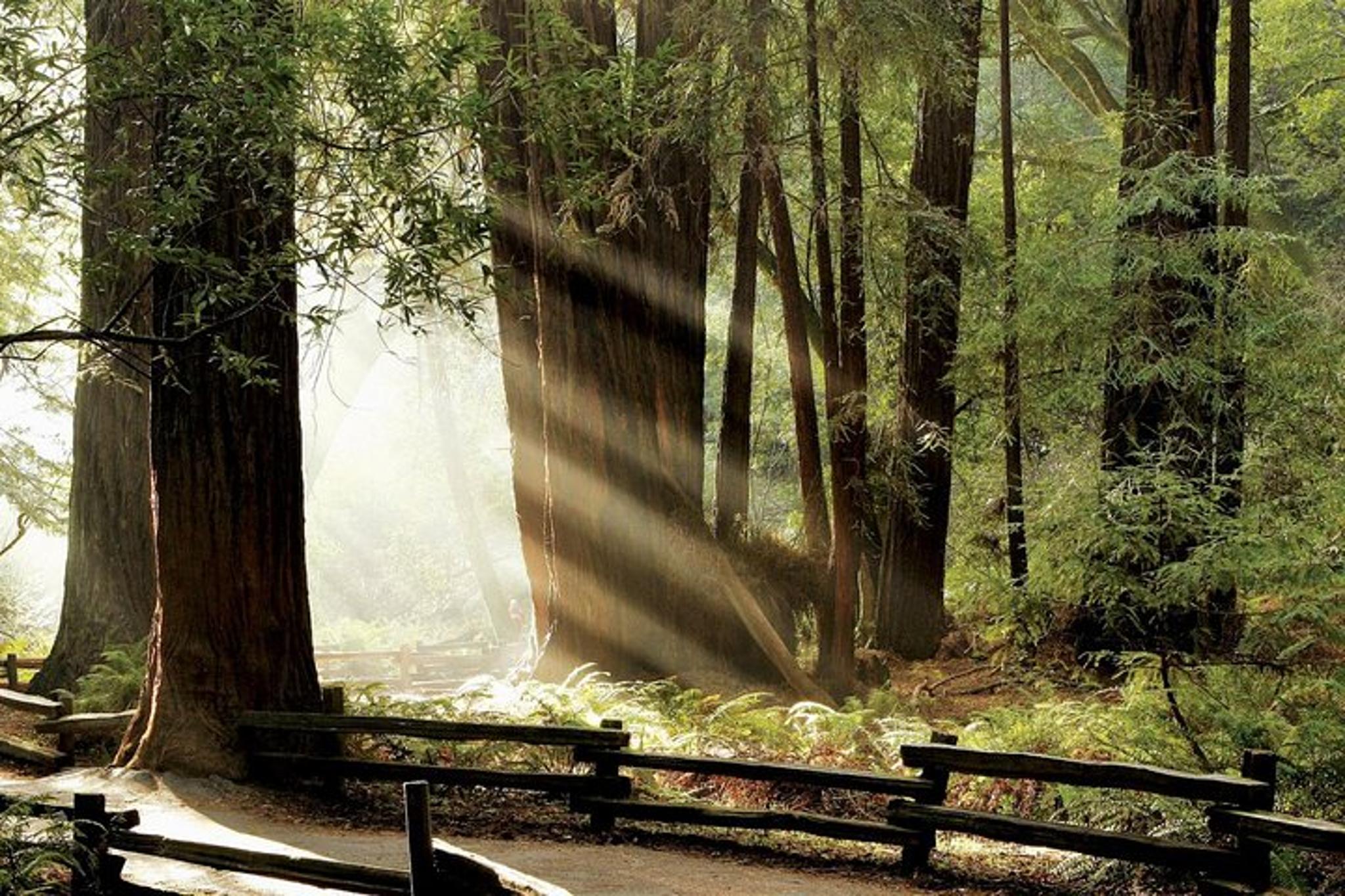 San Francisco Muir Woods and Napa Wine Tour 8 hr - Image 1