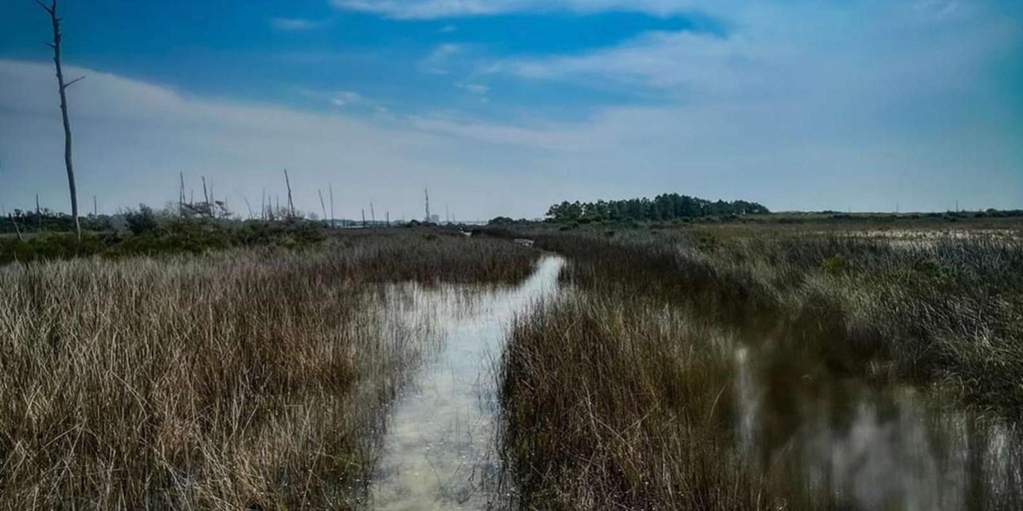 Destin Clear Kayak Eco Tour with Island Stops 2 hr - Image 3