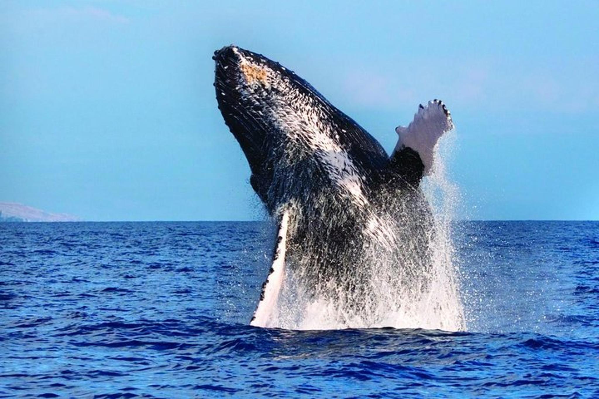 Waikoloa Whale Watching Catamaran Cruise - Image 5