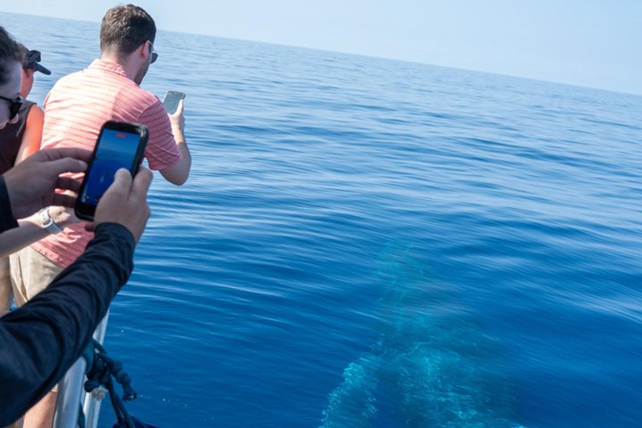 Kauai Whale Watching Cocktail Tour - Image 3