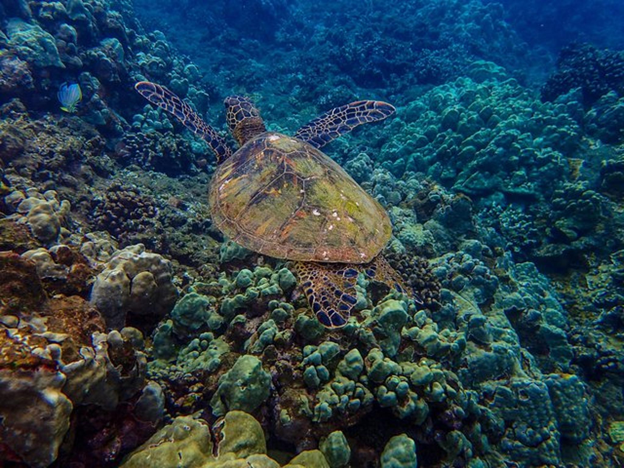 Maalaea Harbor Molokini Snorkeling Tour - Image 5