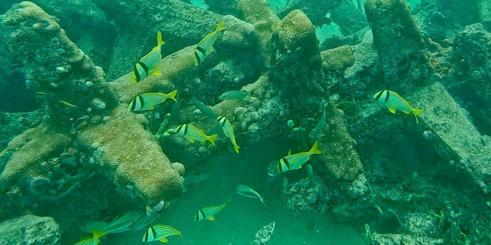 Fort Lauderdale Ocean Reef Snorkel Tour with Snacks - Image 4