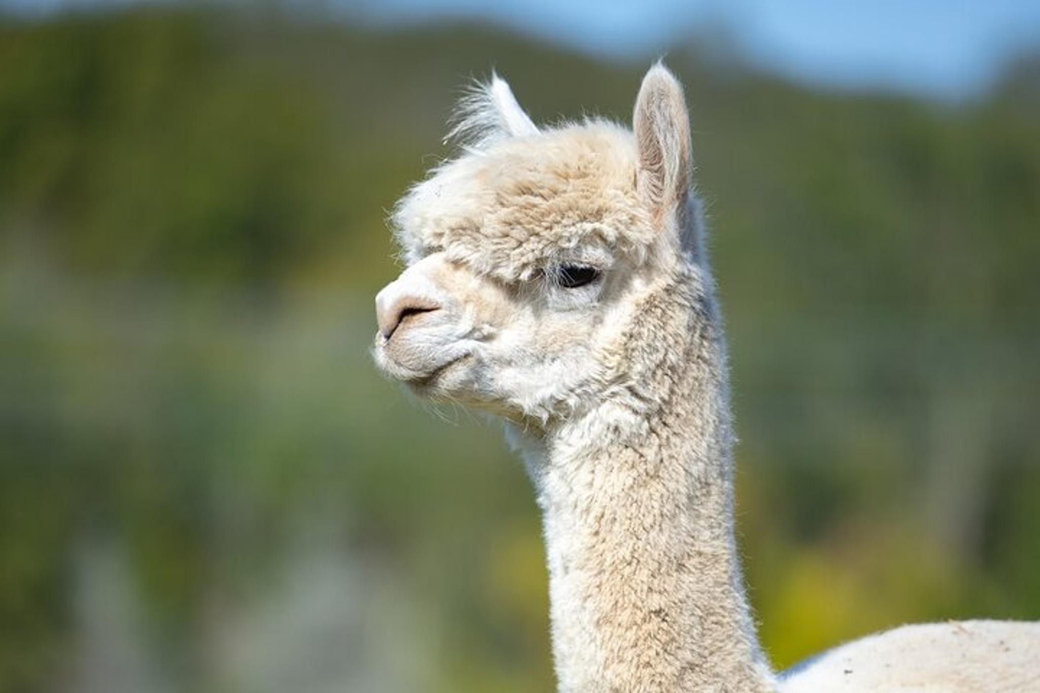 Hudson Valley Llama/Alpaca Hike and Farm Tour 90 min - Image 4