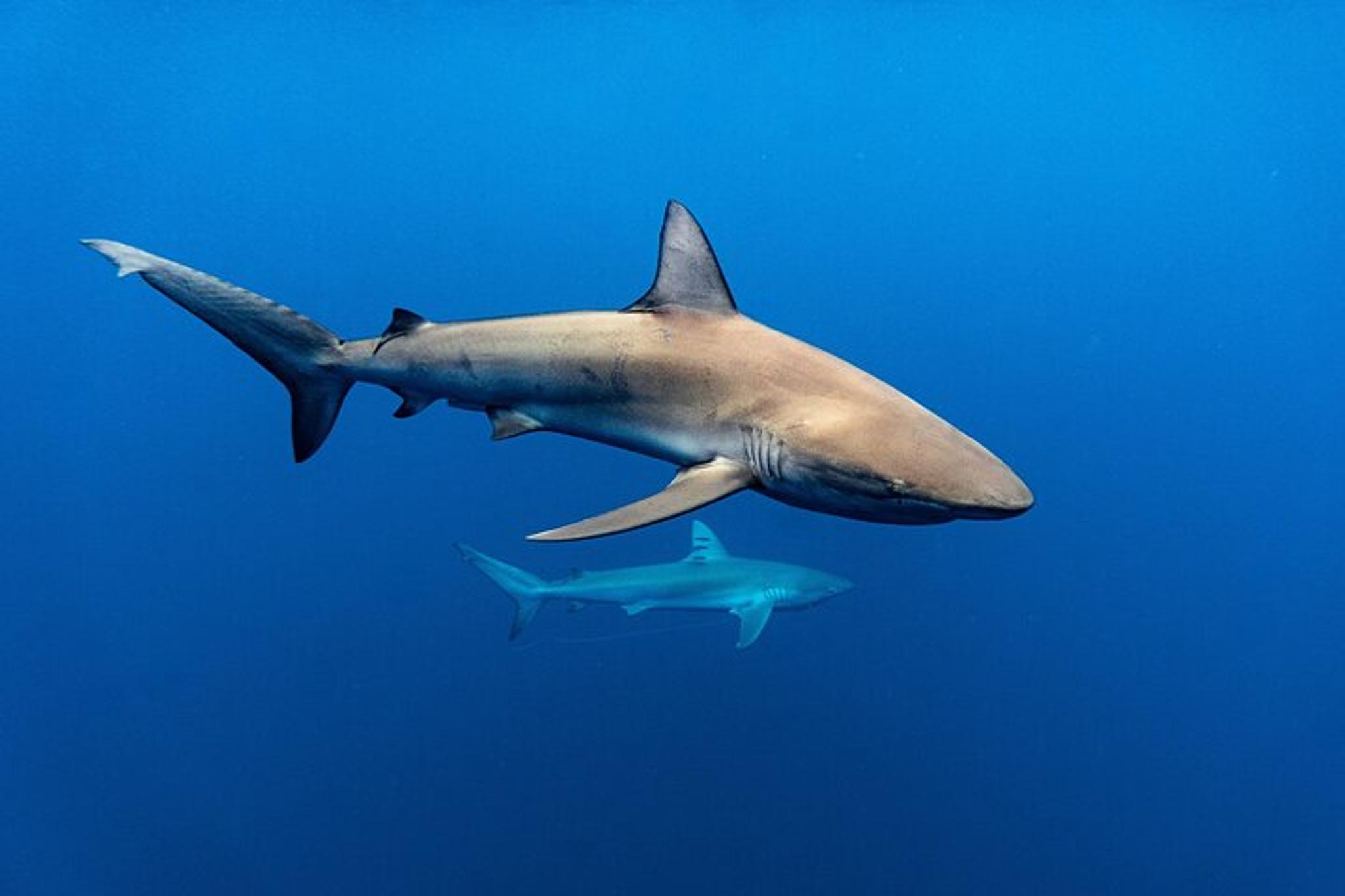 Oahu Shark Diving and Snorkeling - Image 1