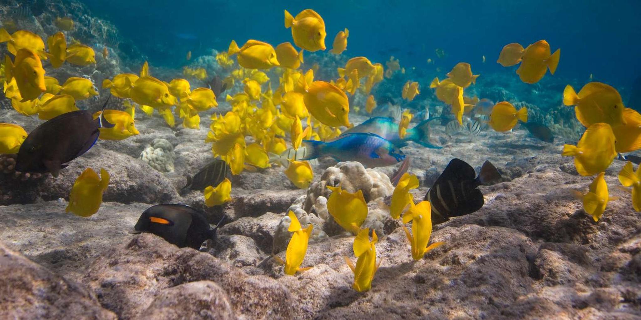 Kailua-Kona Snorkeling Adventure at Kealakekua Bay 5 hr - Image 6