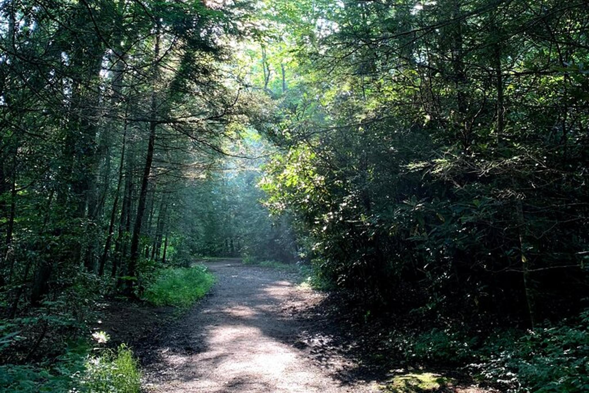 Asheville Forest Bathing Nature Walk