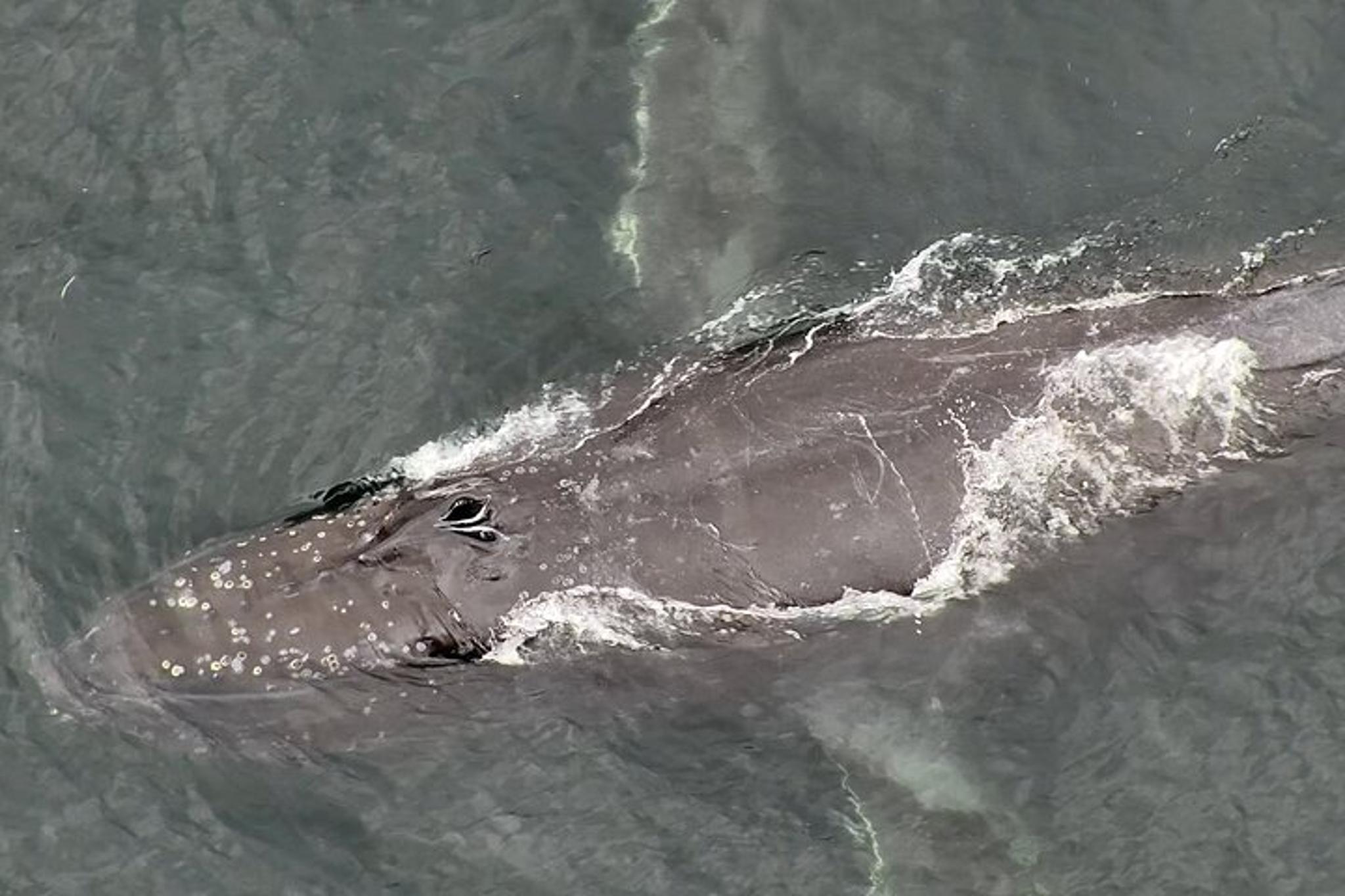 Alaska Whale Watching Drone Tour 3 hr - Image 4