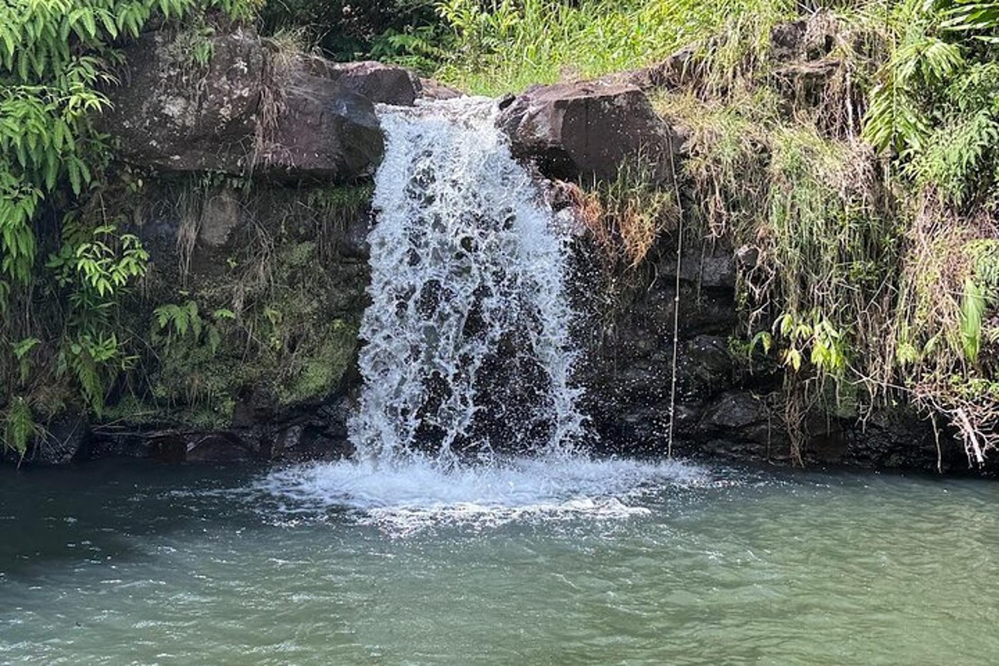 Mauna Kea Cloudforest Botanical Tour and Waterfall Swim - Image 2