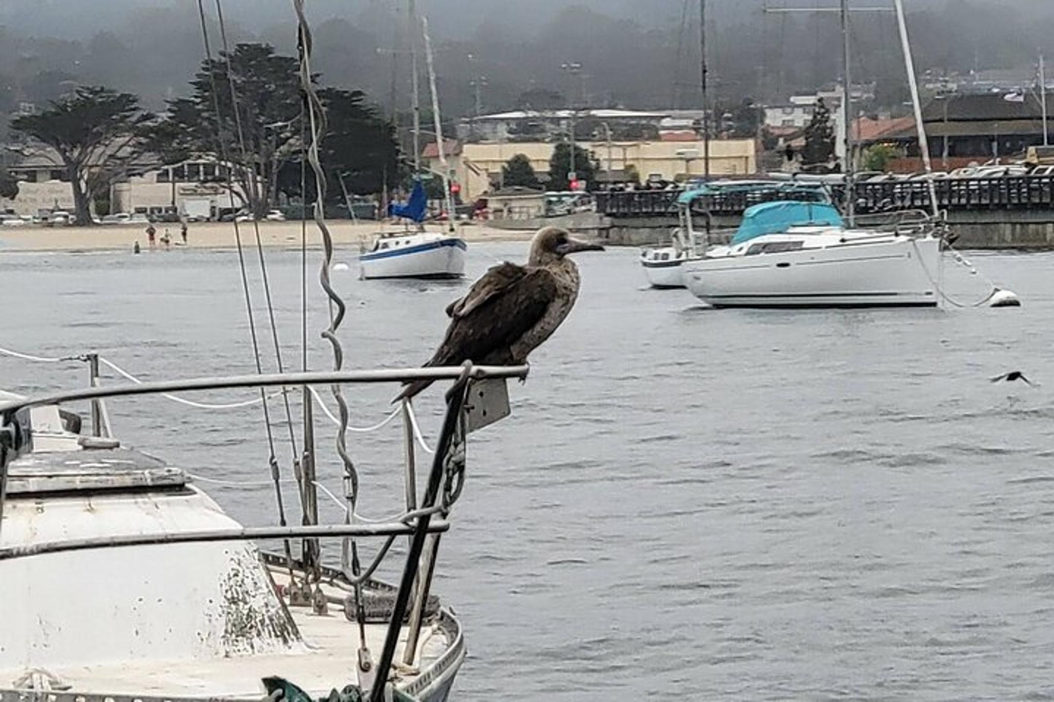 Monterey Bay Bird Watching Tour