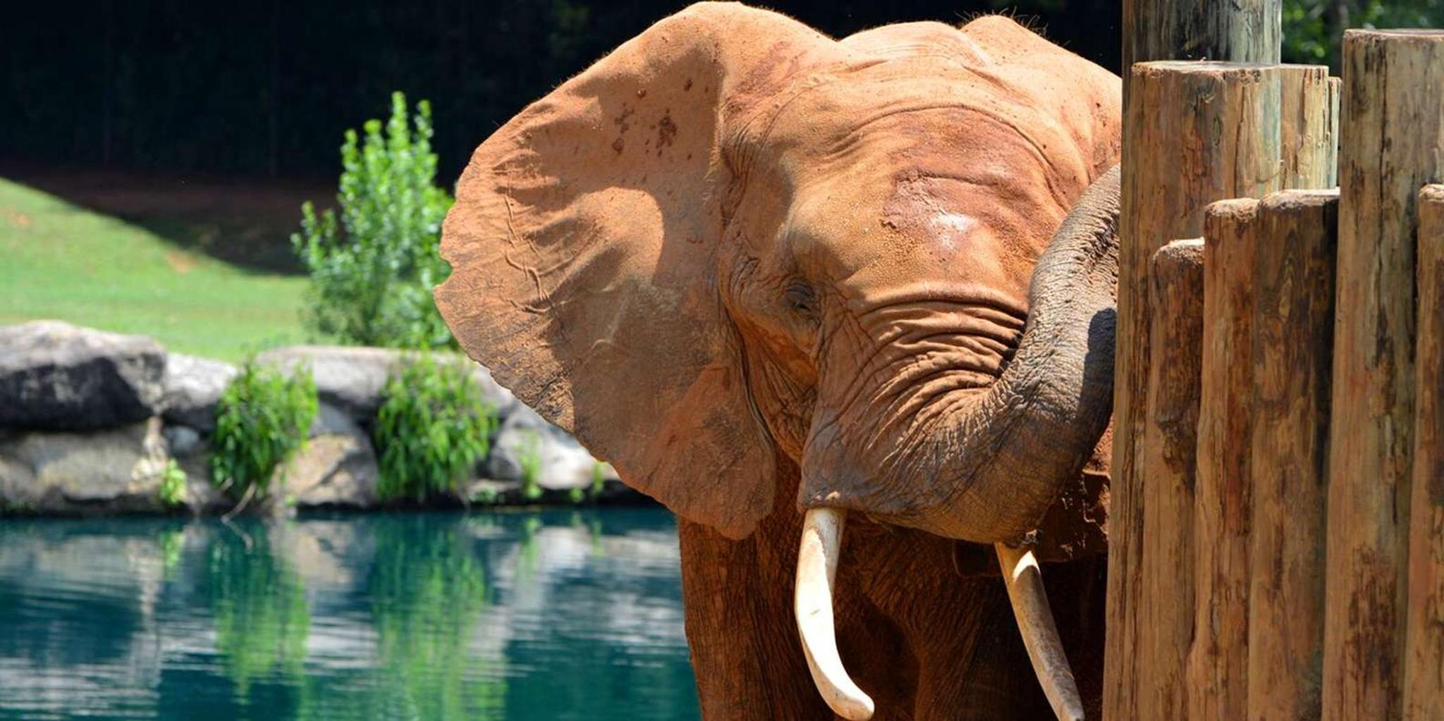 Montgomery Multi-Attraction Pass - Image 5