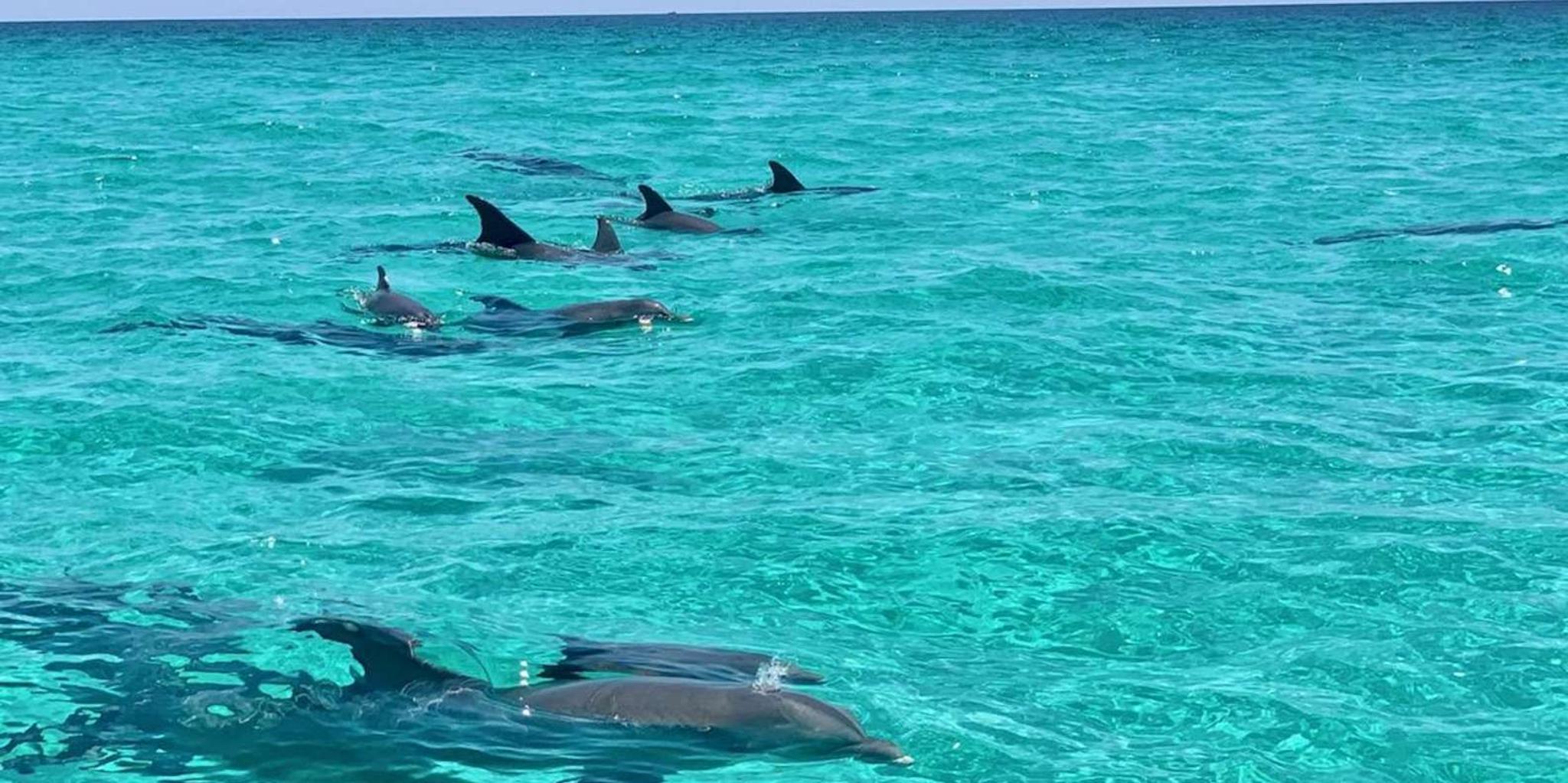 Destin Snorkeling and Dolphin Cruise - Image 3