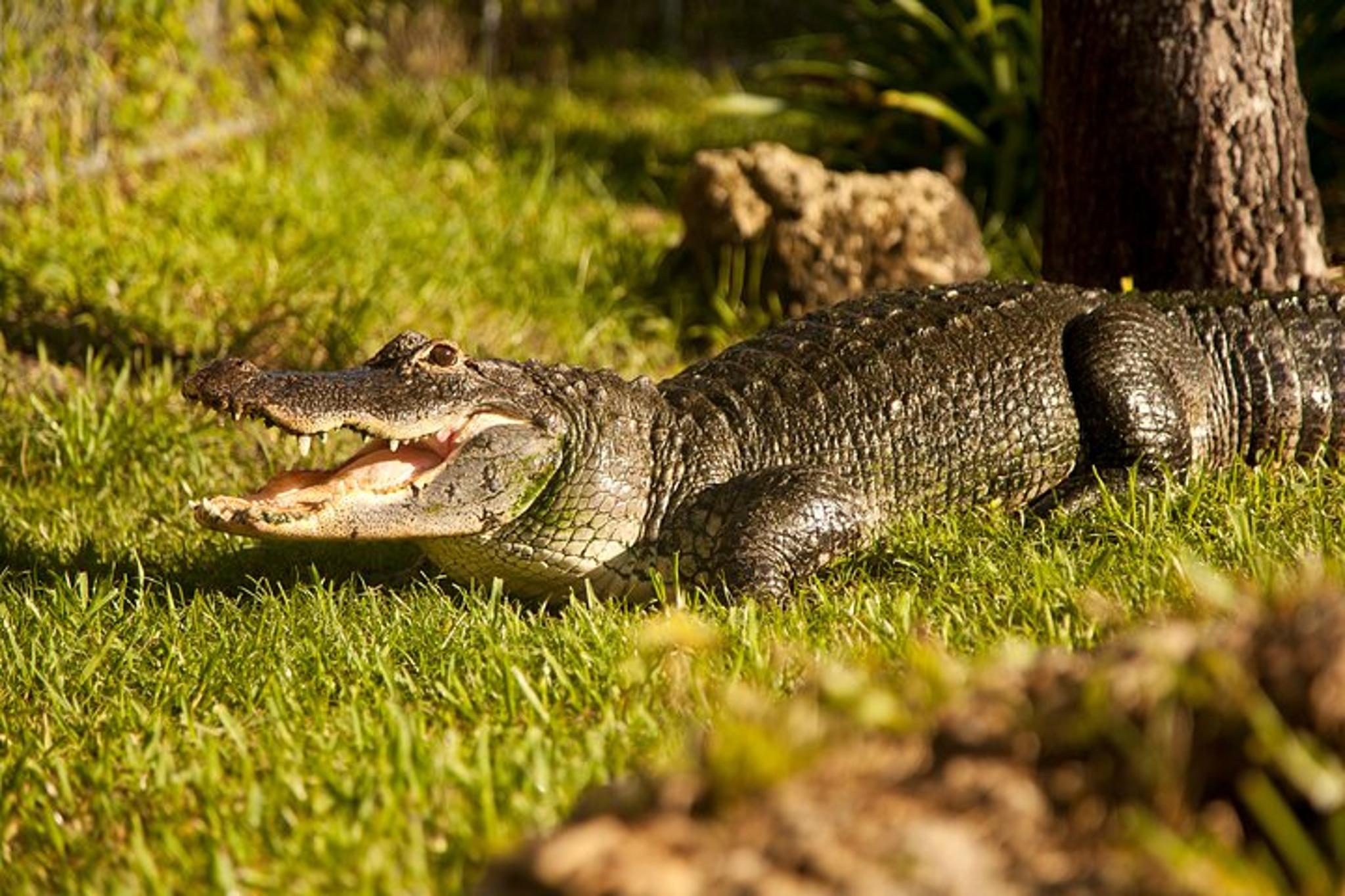 Miami Everglades Airboat Adventure with Transport - Image 2