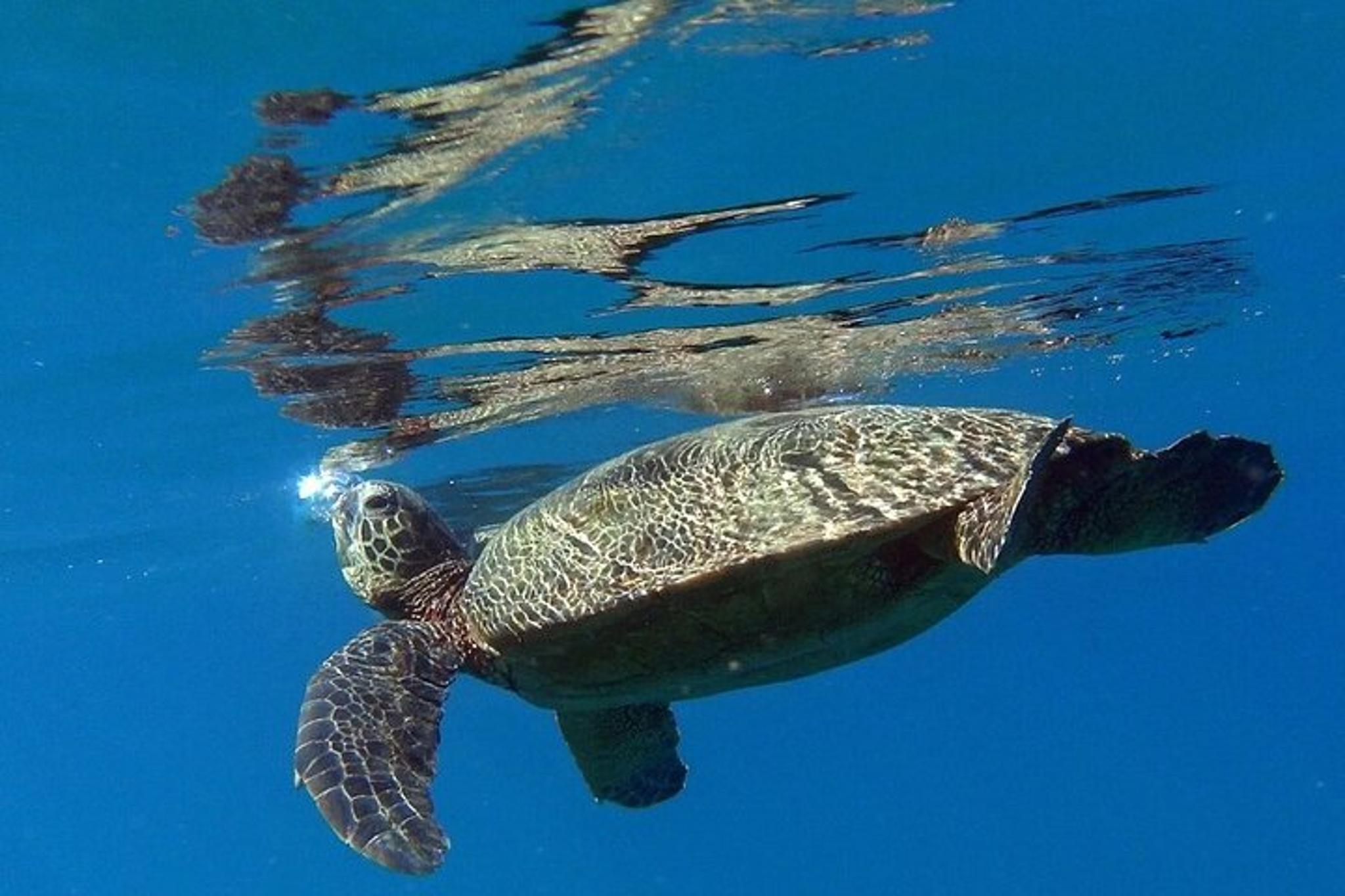 Kauai Snorkel Tour with Sea Turtles 2 hr - Image 3