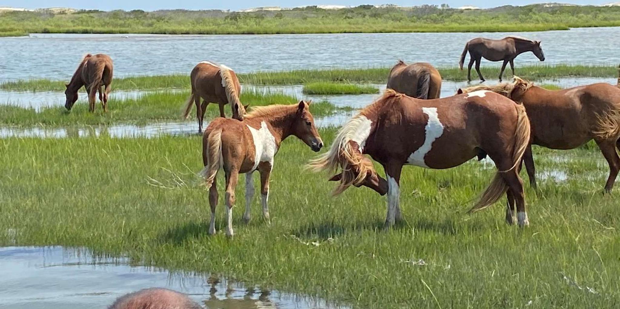 Ocean City Assateague Island Morning Cruise 2 hr - Image 2