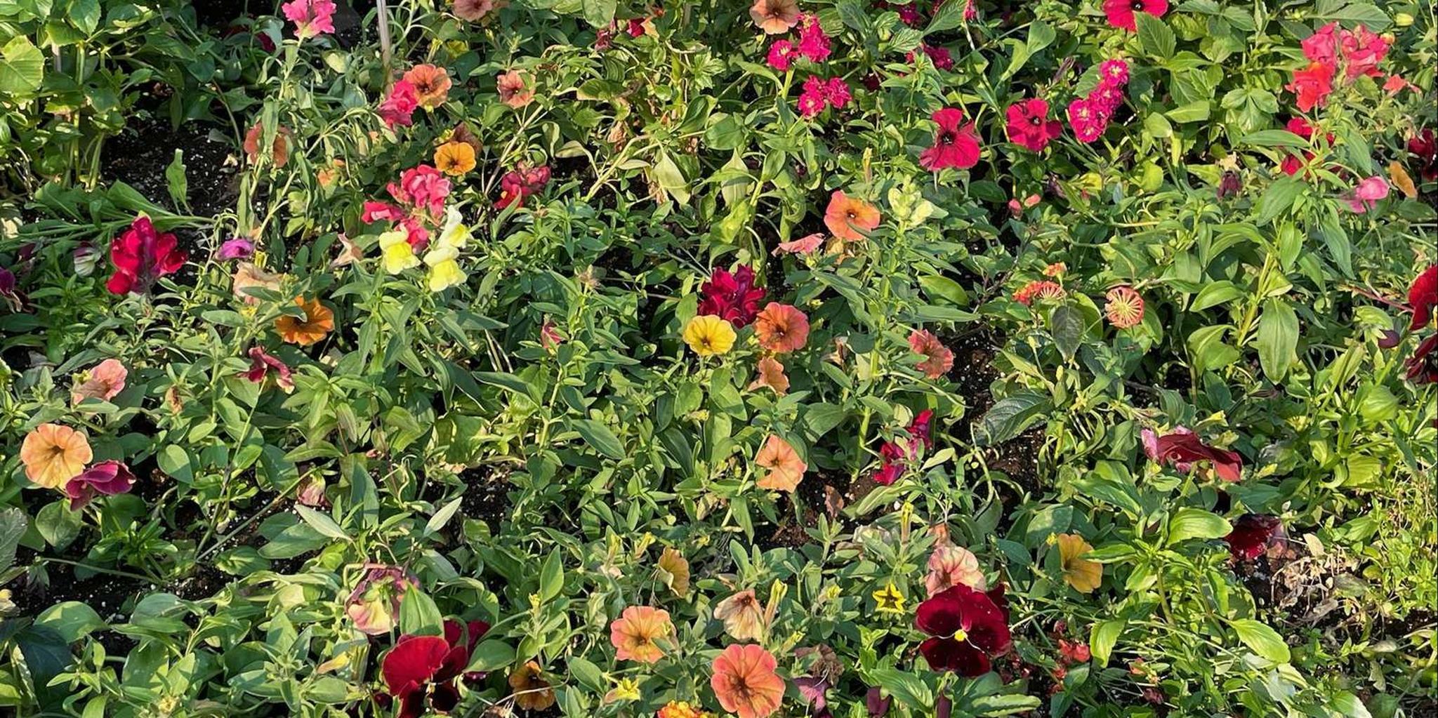 Whittier to Anchorage Scenic Transfer - Image 3