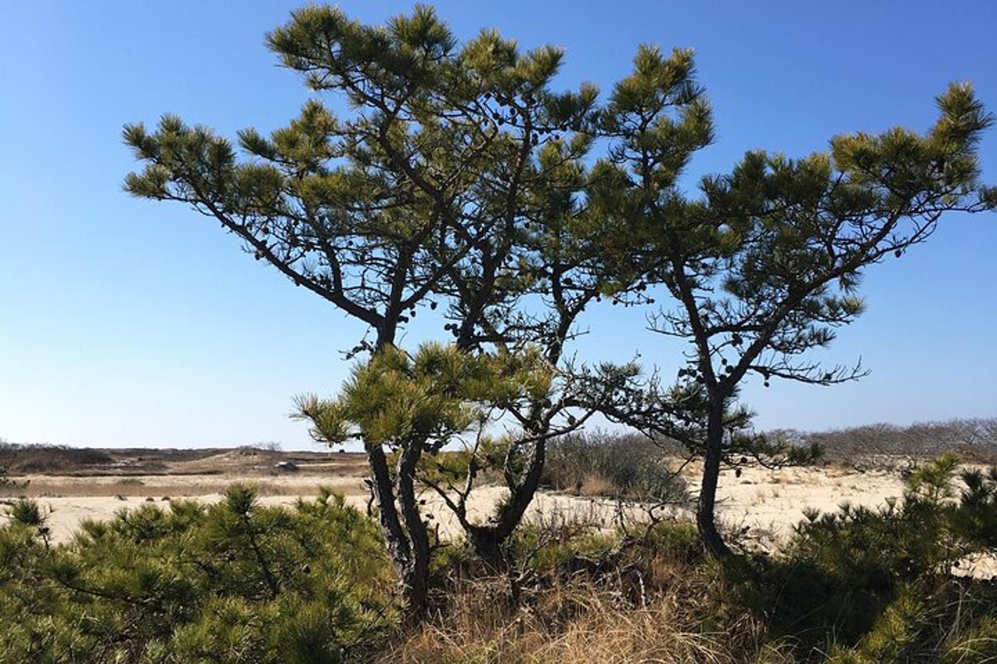 Cape Cod National Seashore Guided Hike - Image 5
