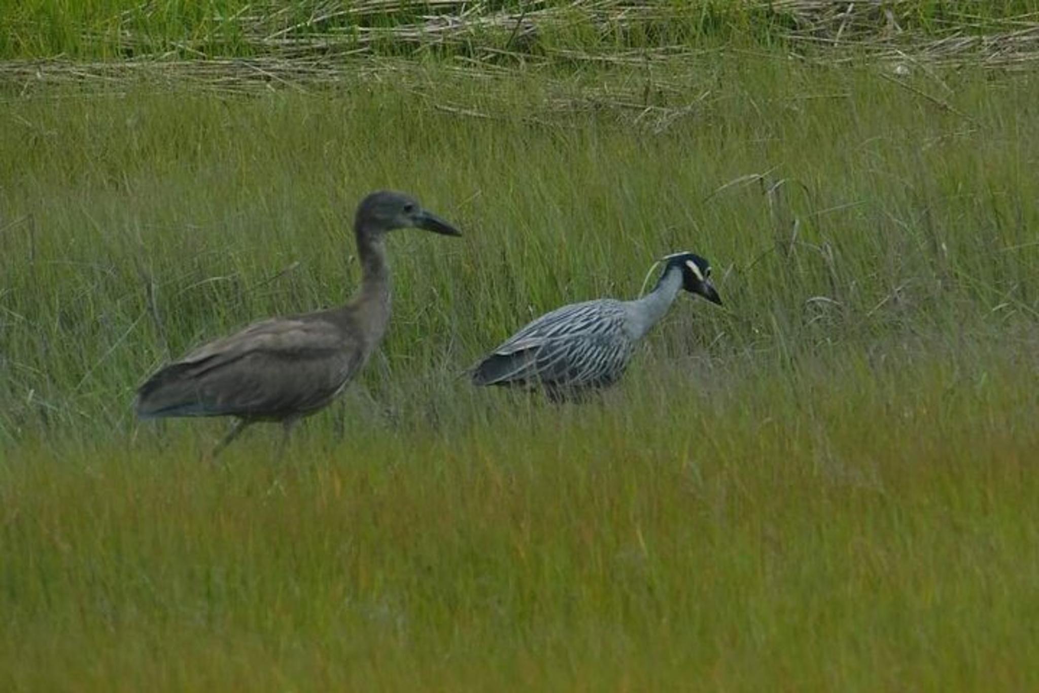 Cape May Eco-Cruise Osprey Birding 2 hr - Image 2