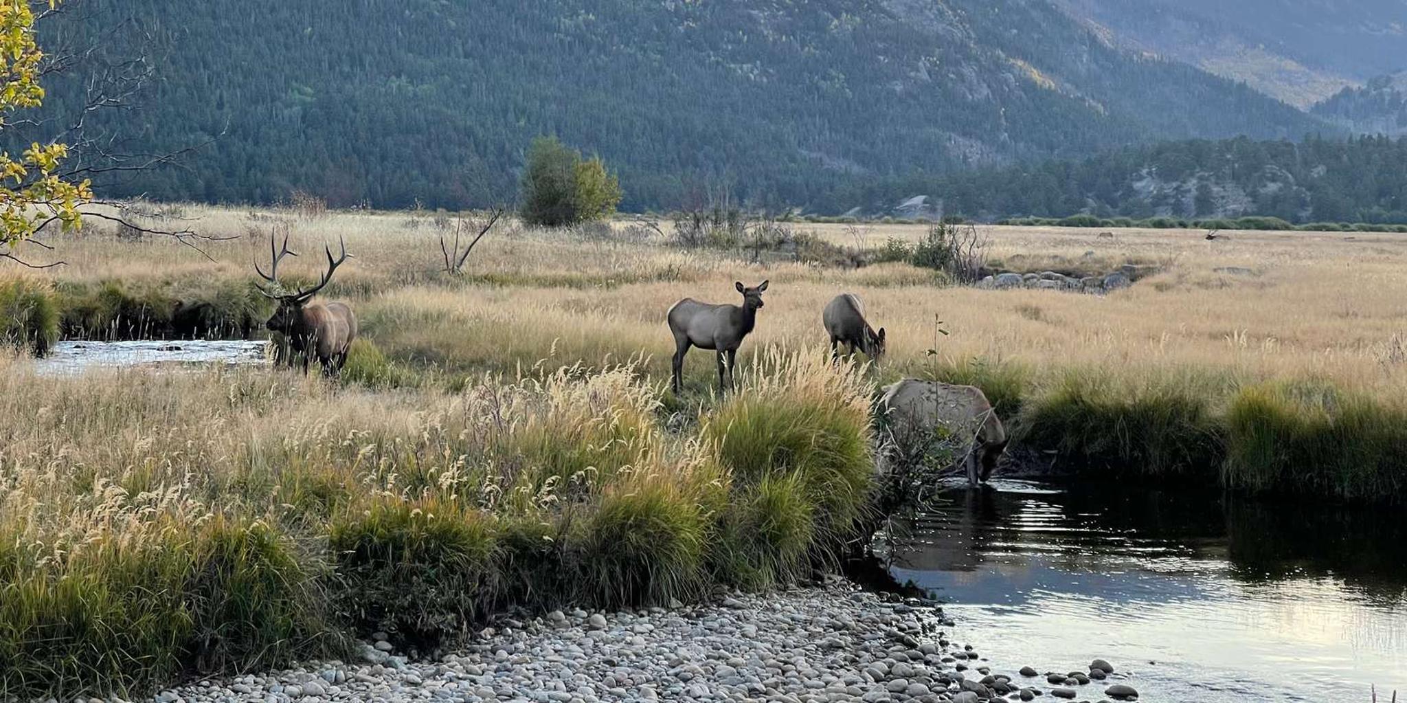 Estes Park Elk Rut Guided Tour 2 hr - Image 2