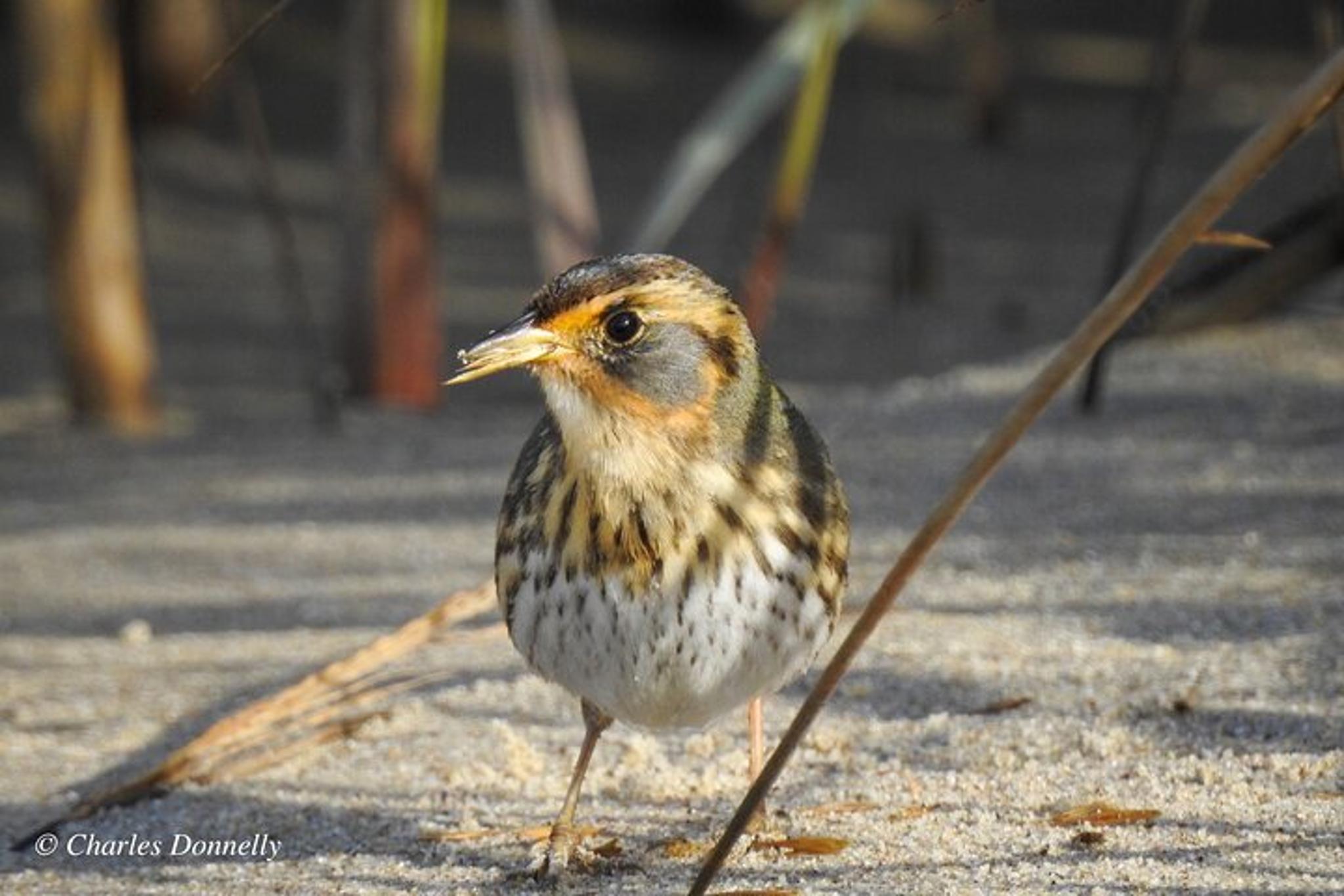 Charleston Bird Watching Tour 75 Min - Image 6