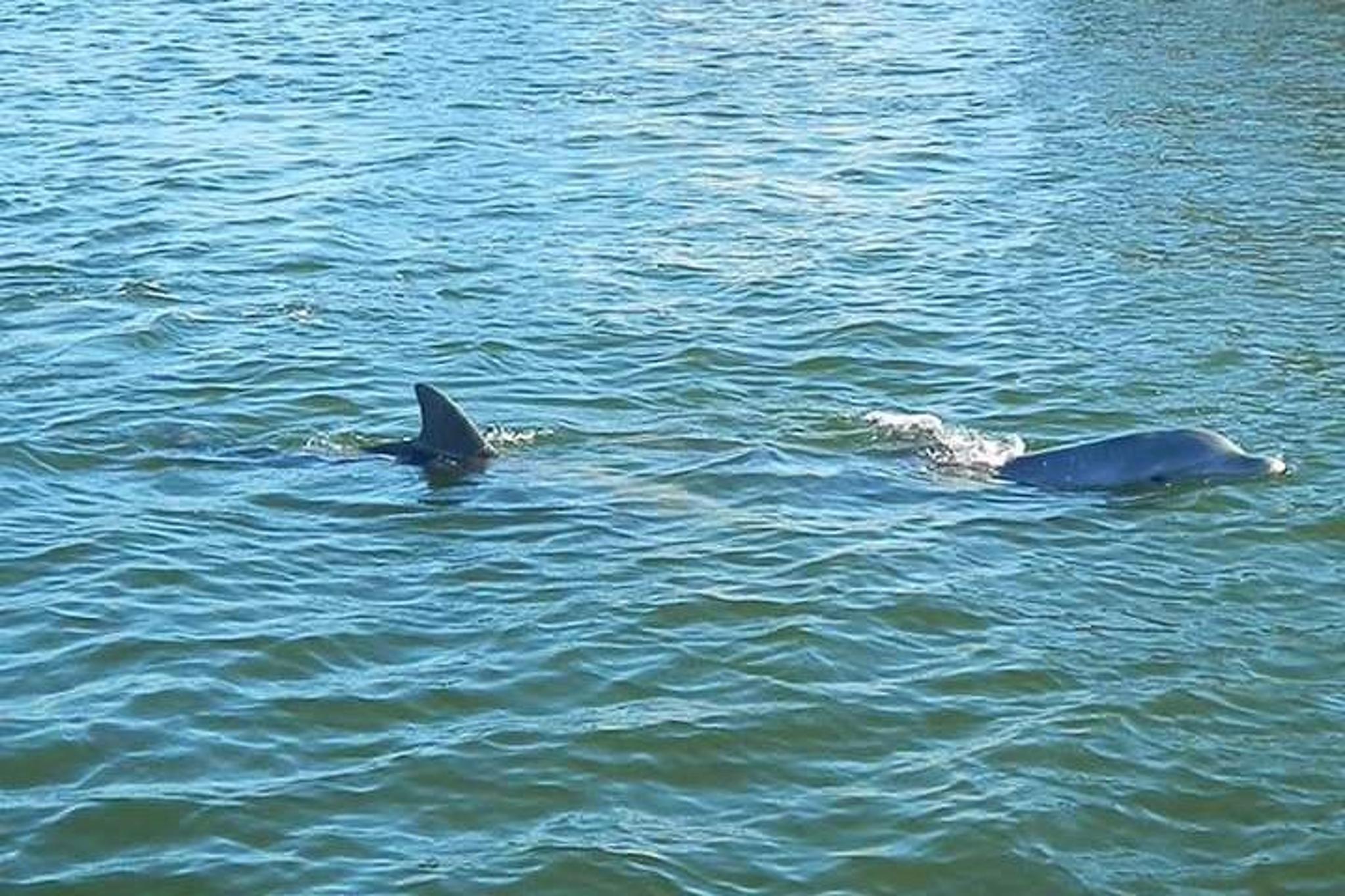 Indian River Lagoon Boat Tour - Image 2