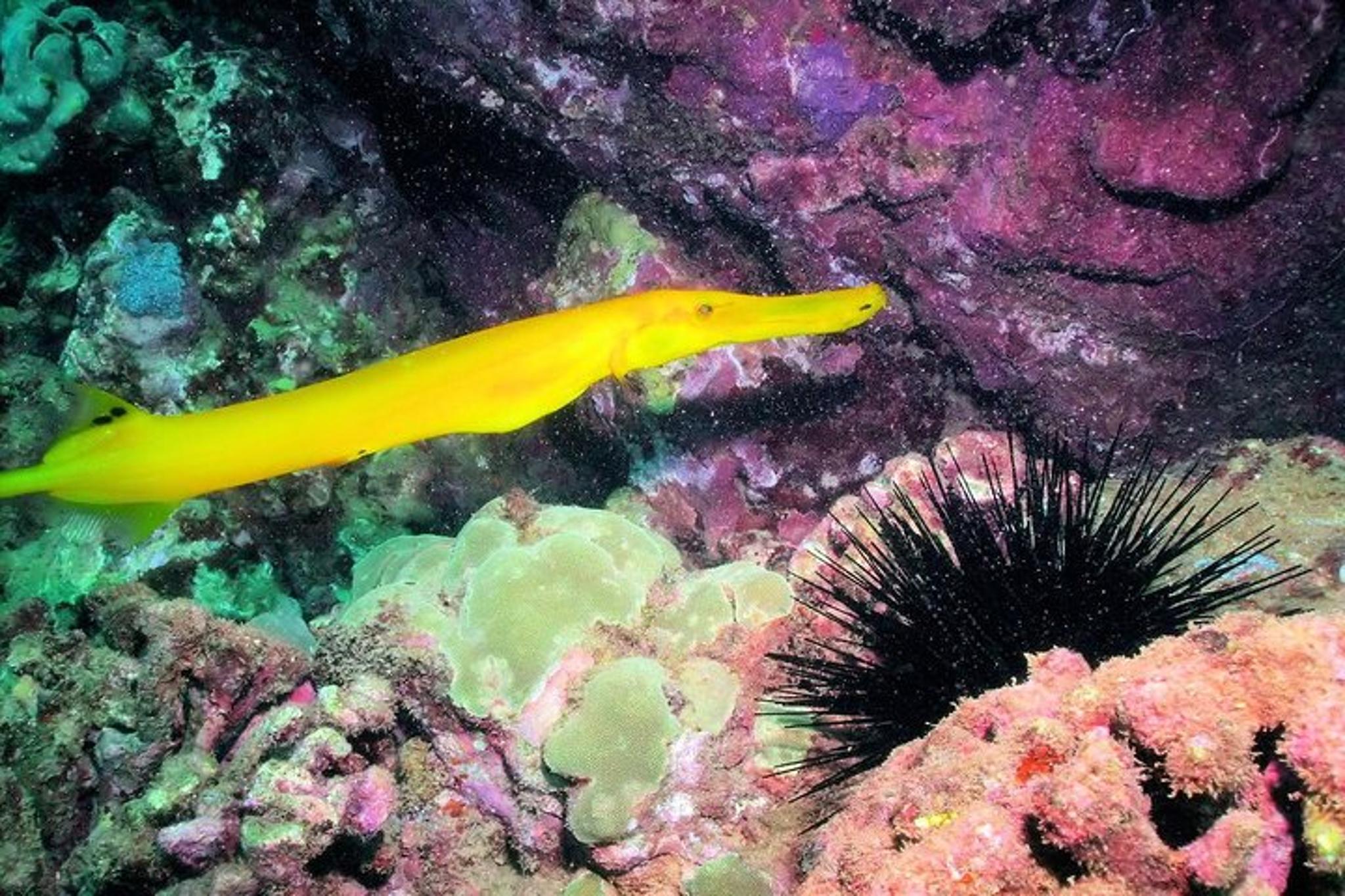Kauai South Shore Scuba Dive 4 hr - Image 3