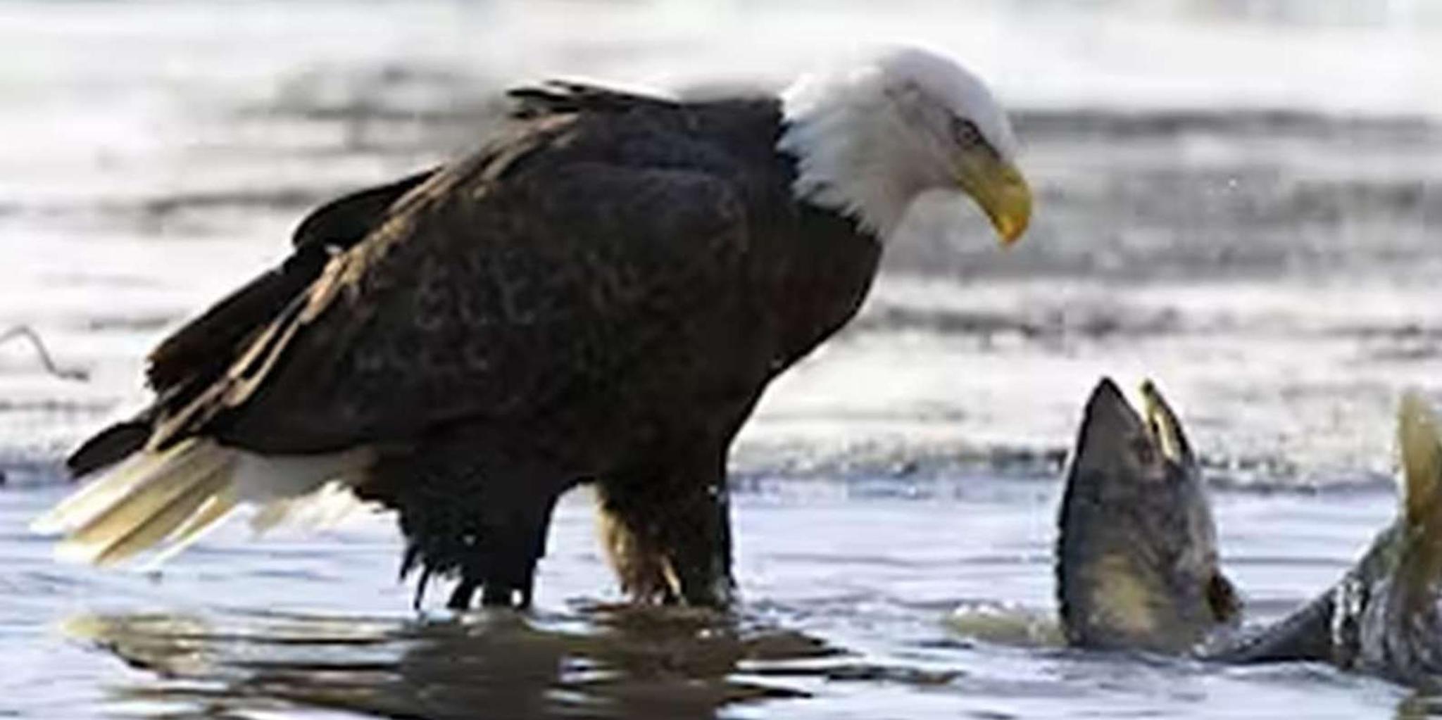 Ketchikan E-Bike and Rainforest Hike Tour - Image 5