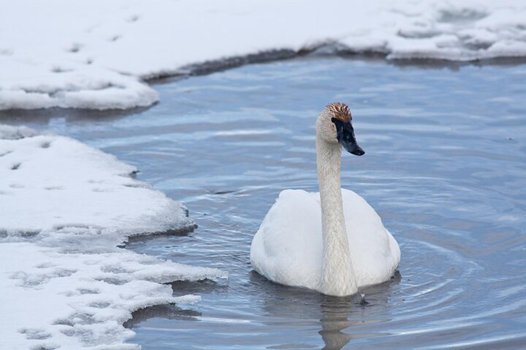 Jackson Hole Winter Wildlife Tour - Image 2