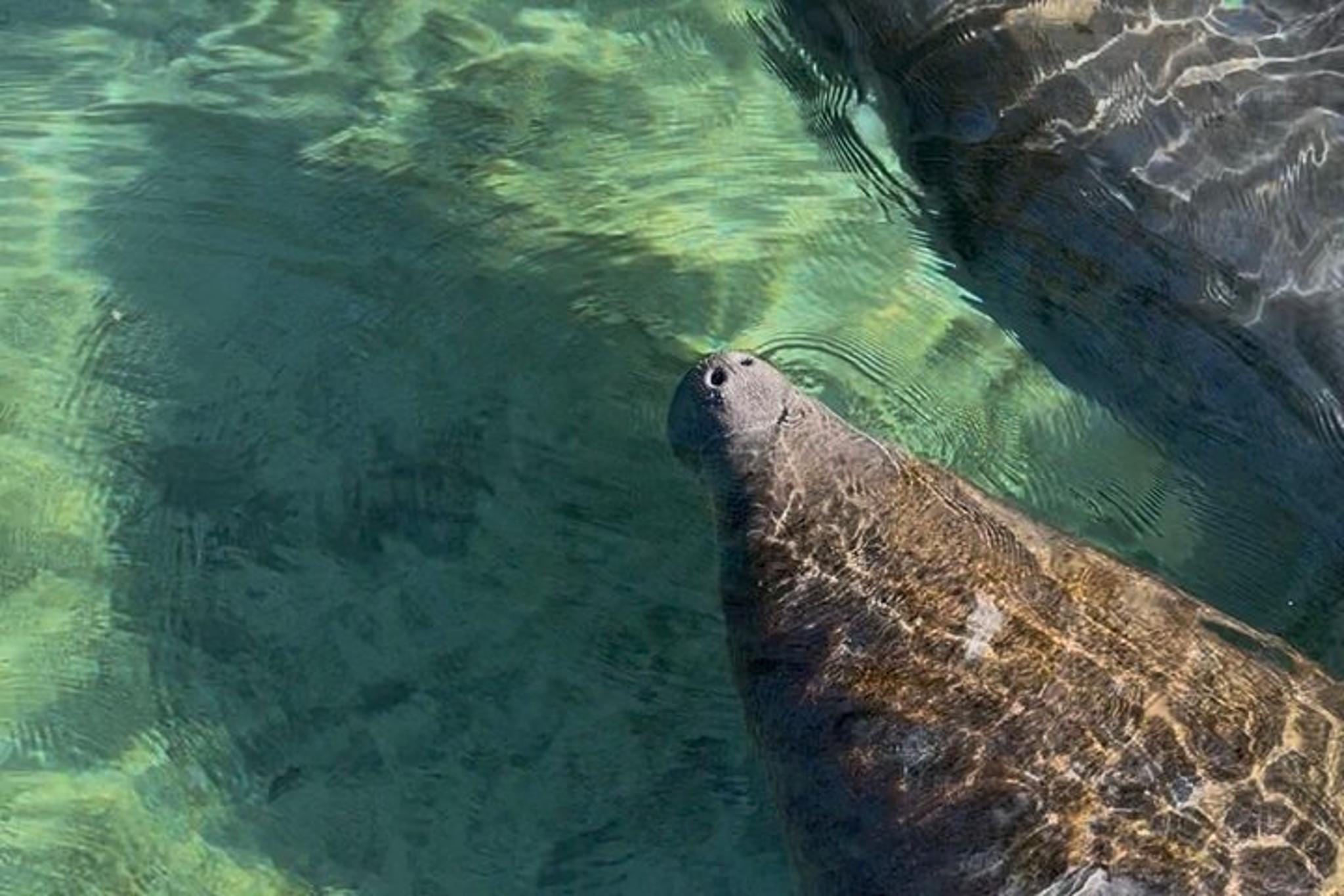 Crystal River Kayak Rental with Manatee Viewing 4 hr - Image 5