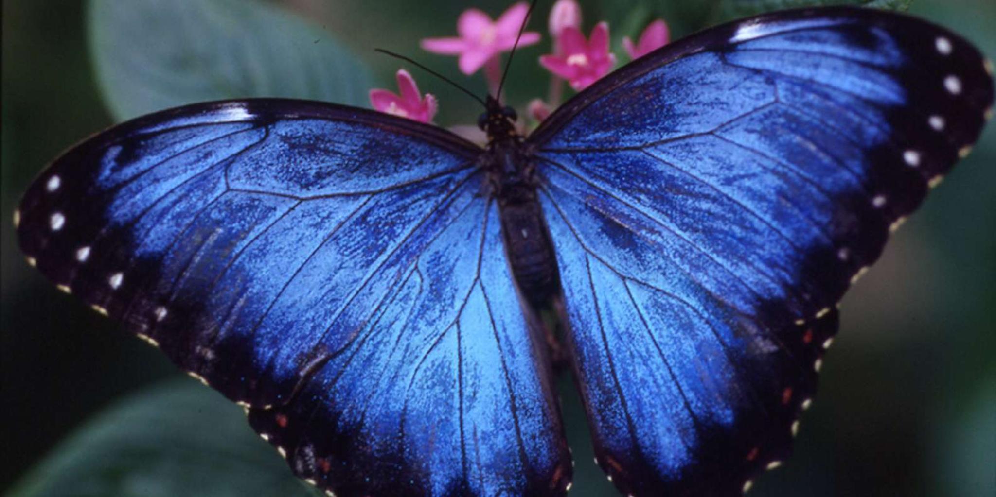 Houston Butterfly Center Ticket - Image 2