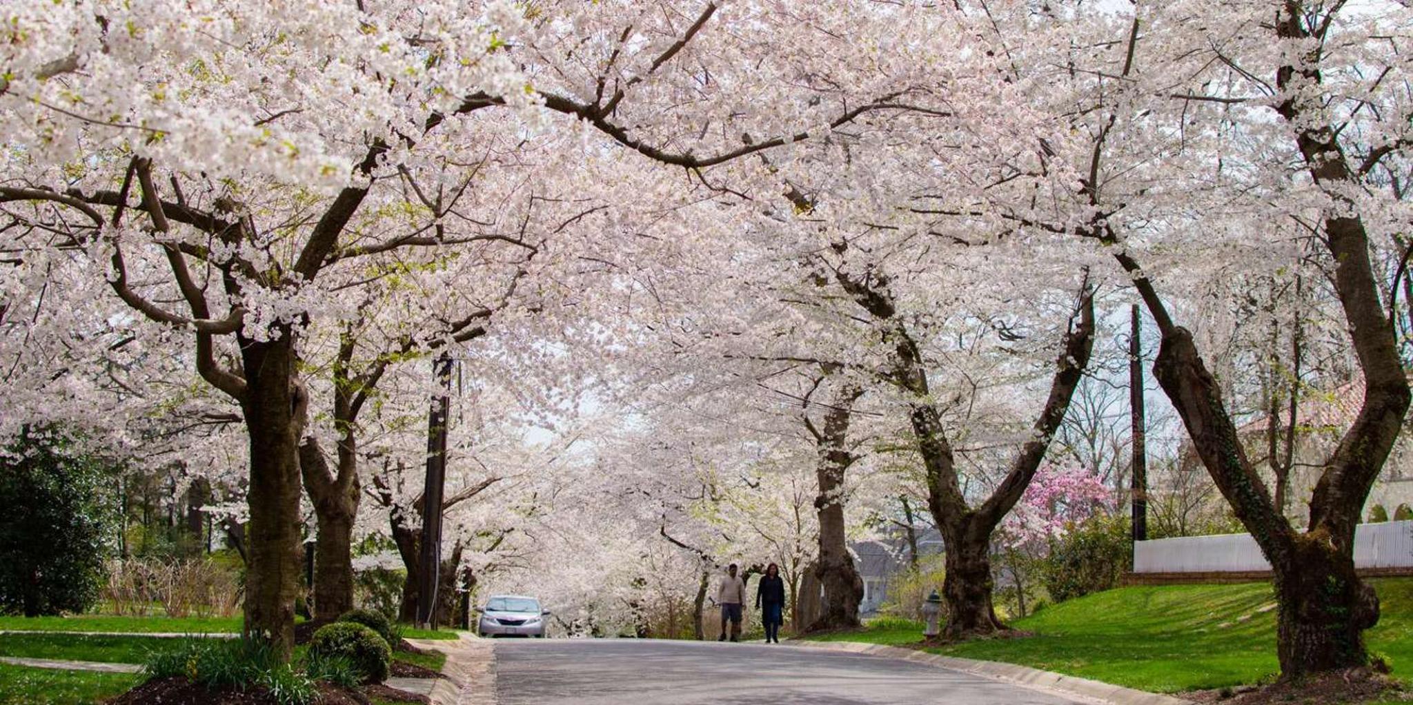 Washington DC Cherry Blossoms and Landmarks Tour