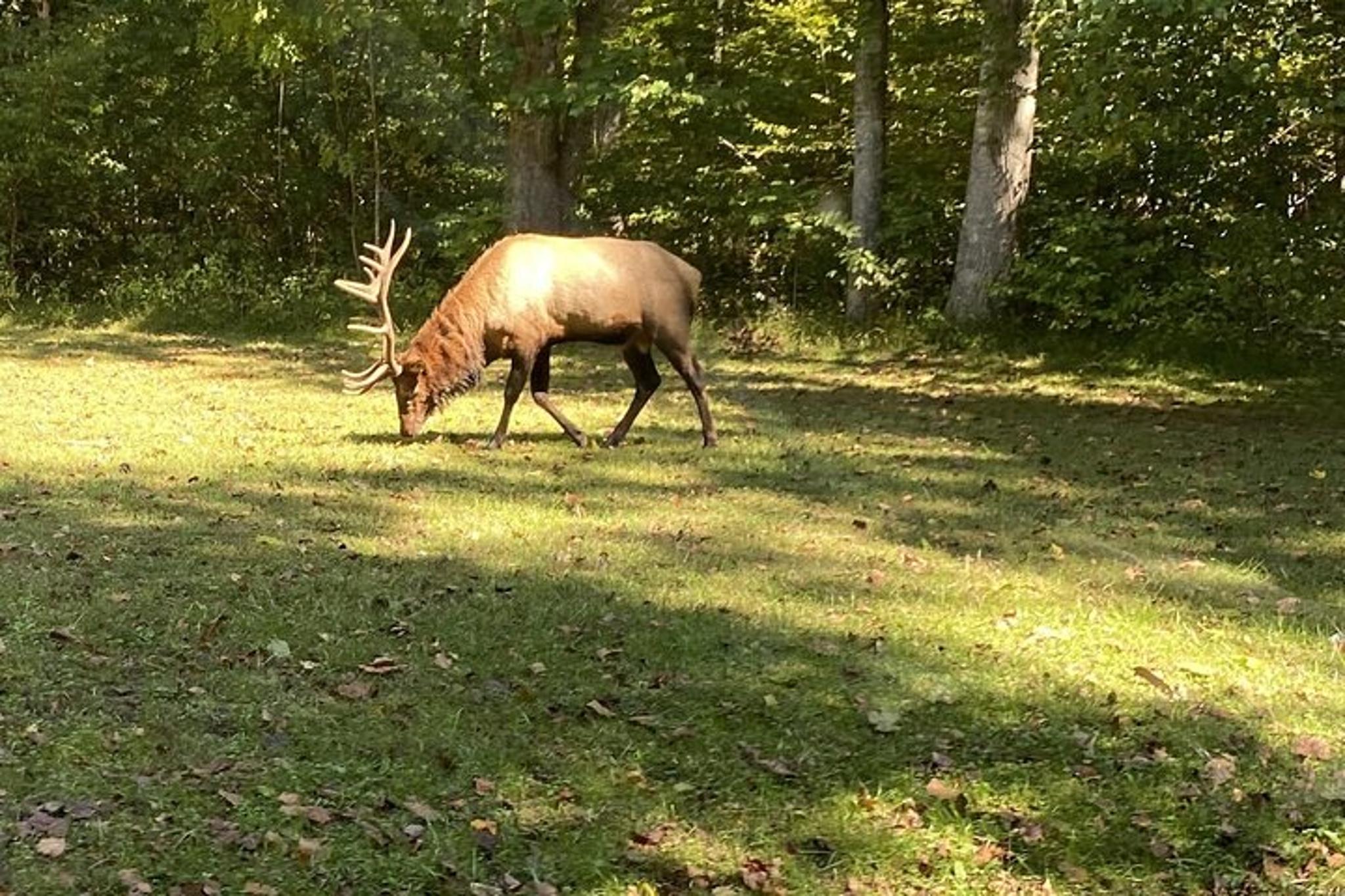 Oconaluftee Scenic Tour - Image 2