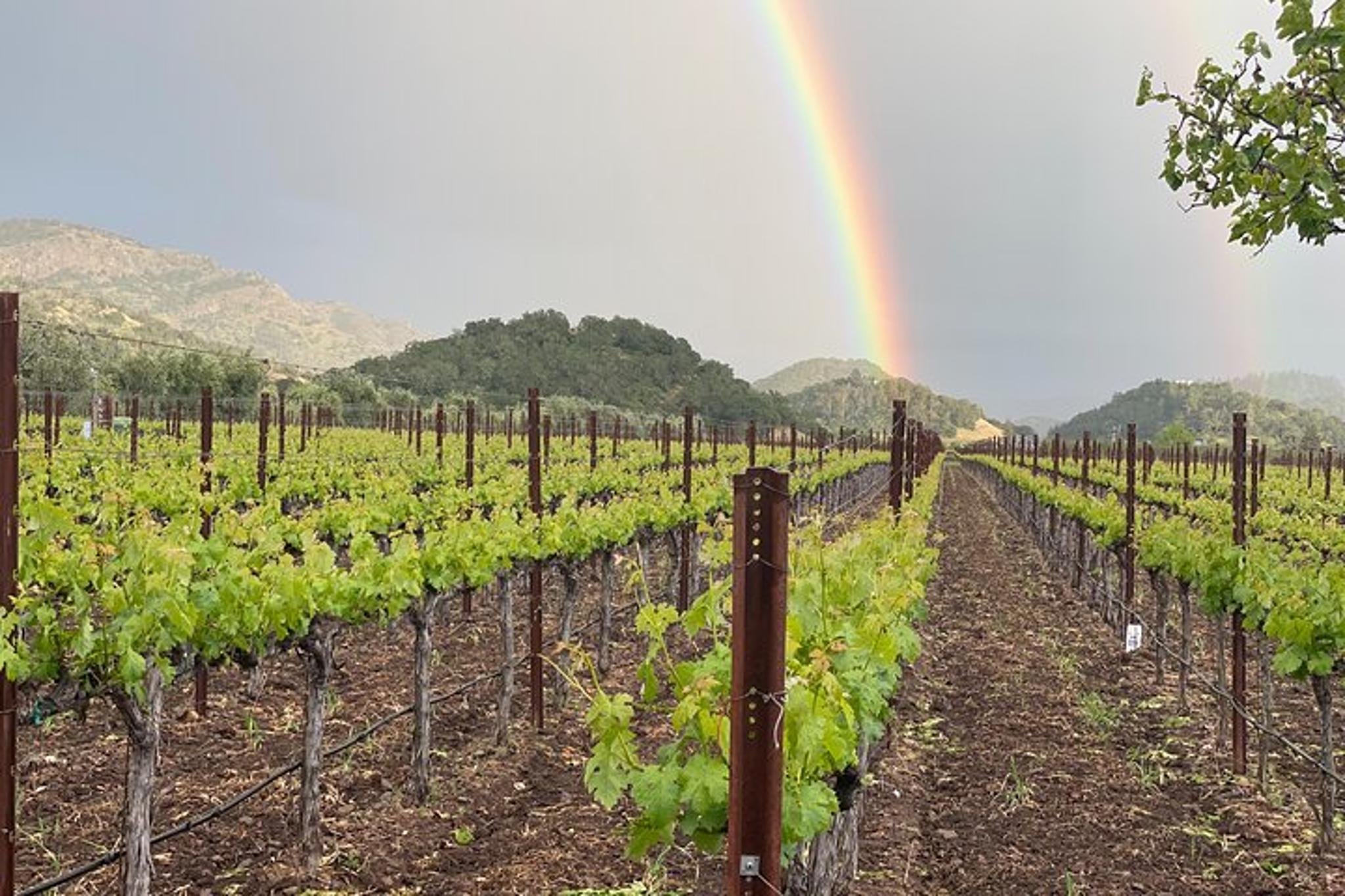 Napa Valley Wine Tour in Sprinter Van - Image 5